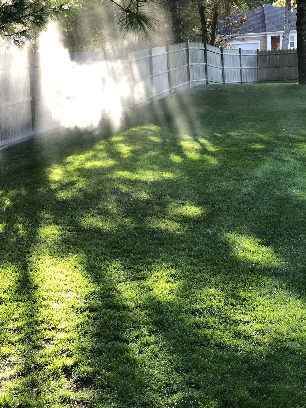 Sunlight filters through trees, creating bright rays and shadows across a green lawn in front of a wooden fence.