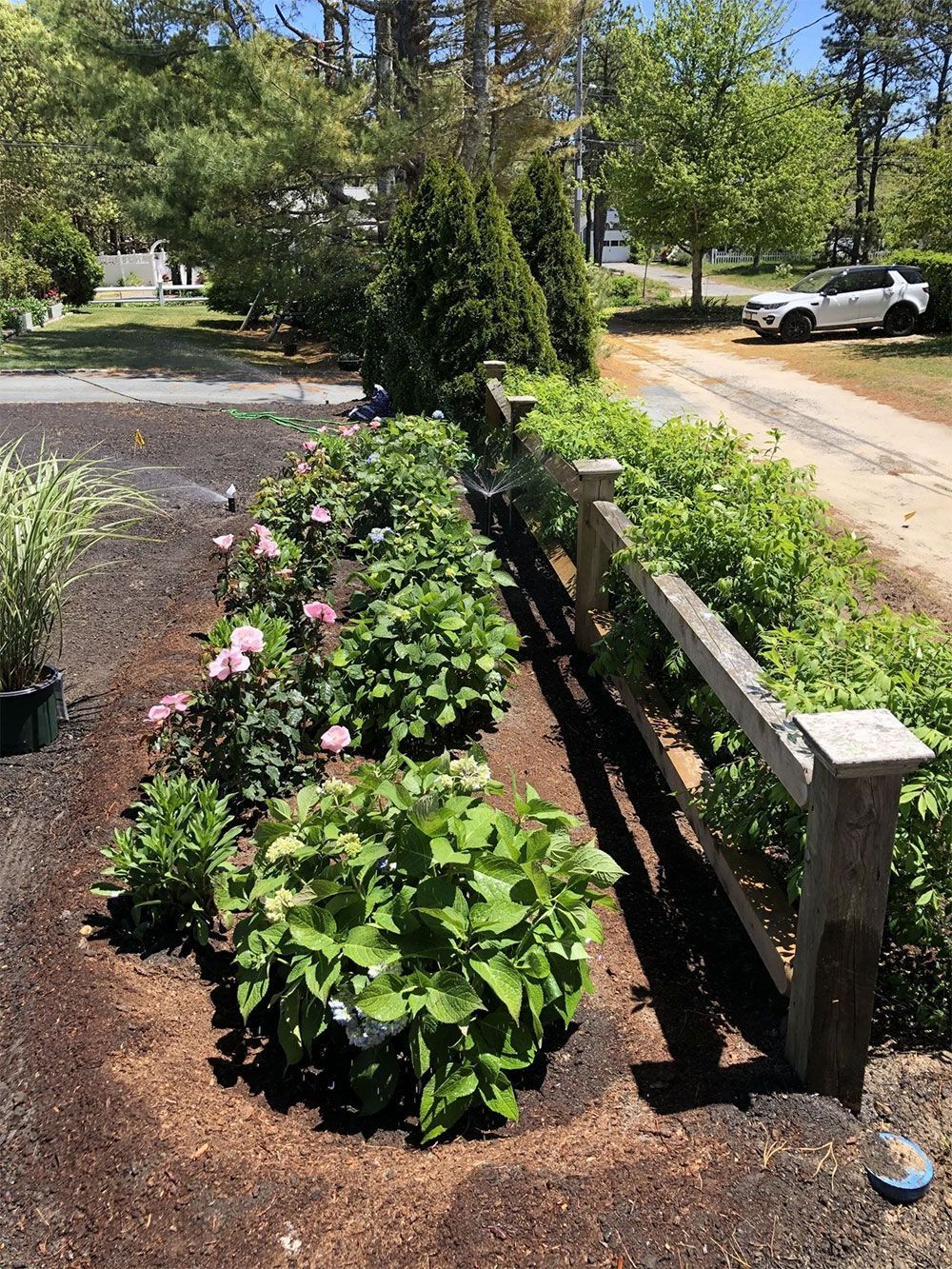 A garden bed along a split-rail fence contains pink blooming hydrangeas, green shrubs, and brown mulch.