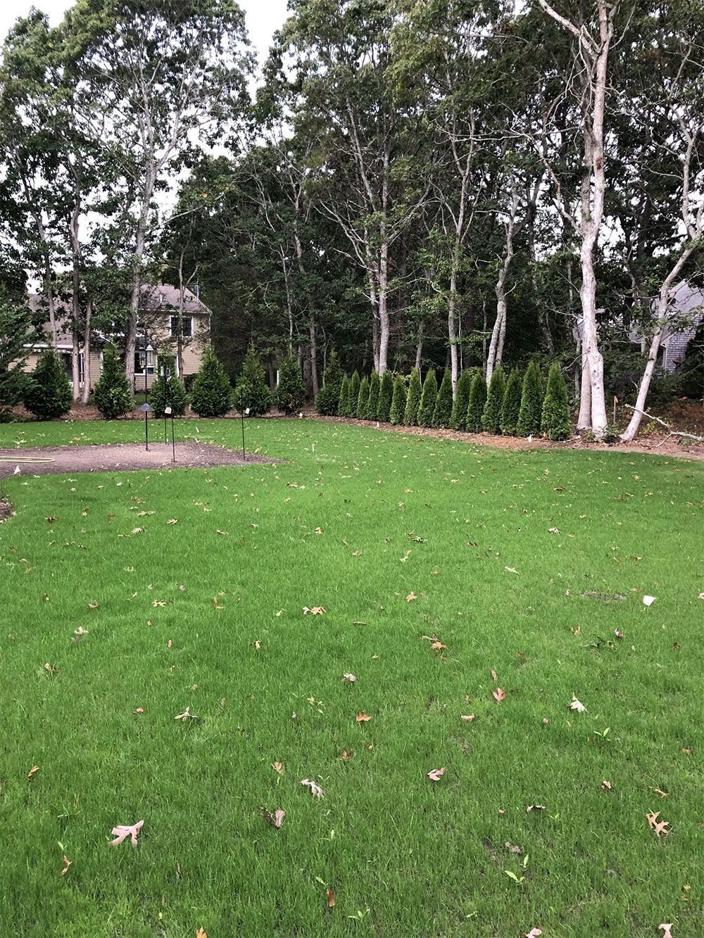 A green lawn with scattered leaves, featuring a row of small evergreen trees against a background of taller forest trees.