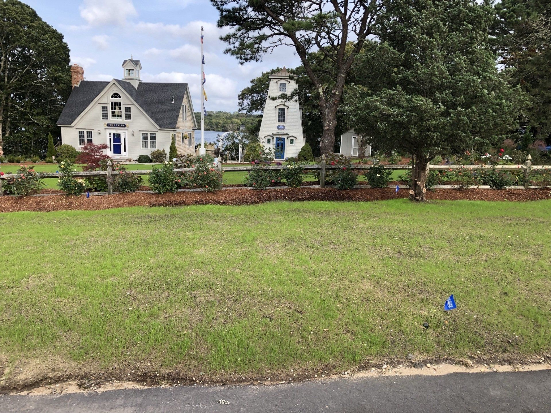 A grassy backyard features a row of evergreen shrubs along the fence line, with tall, thin trees and a house in the back.