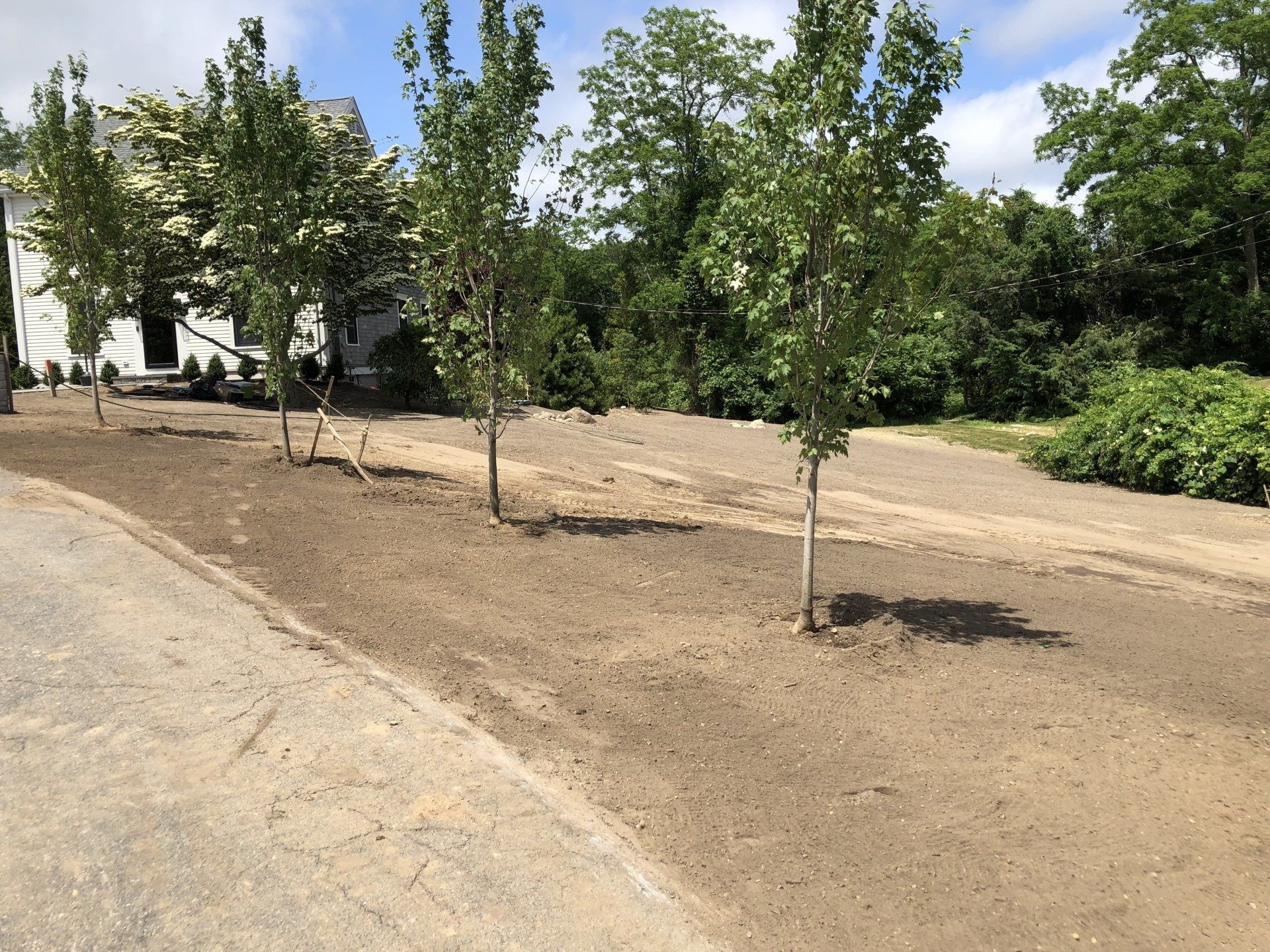 A row of young trees planted along a newly leveled, dirt-covered yard next to a white house and an asphalt driveway.