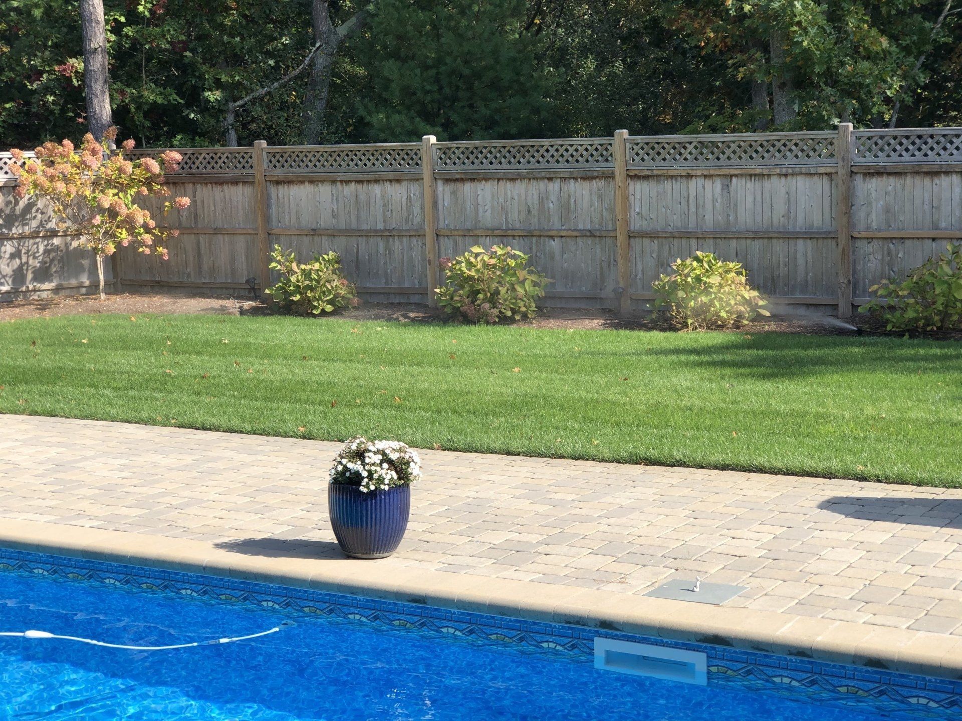 A blue swimming pool with a stone patio, a small blue potted plant, a green lawn, and a wood fence in a backyard.