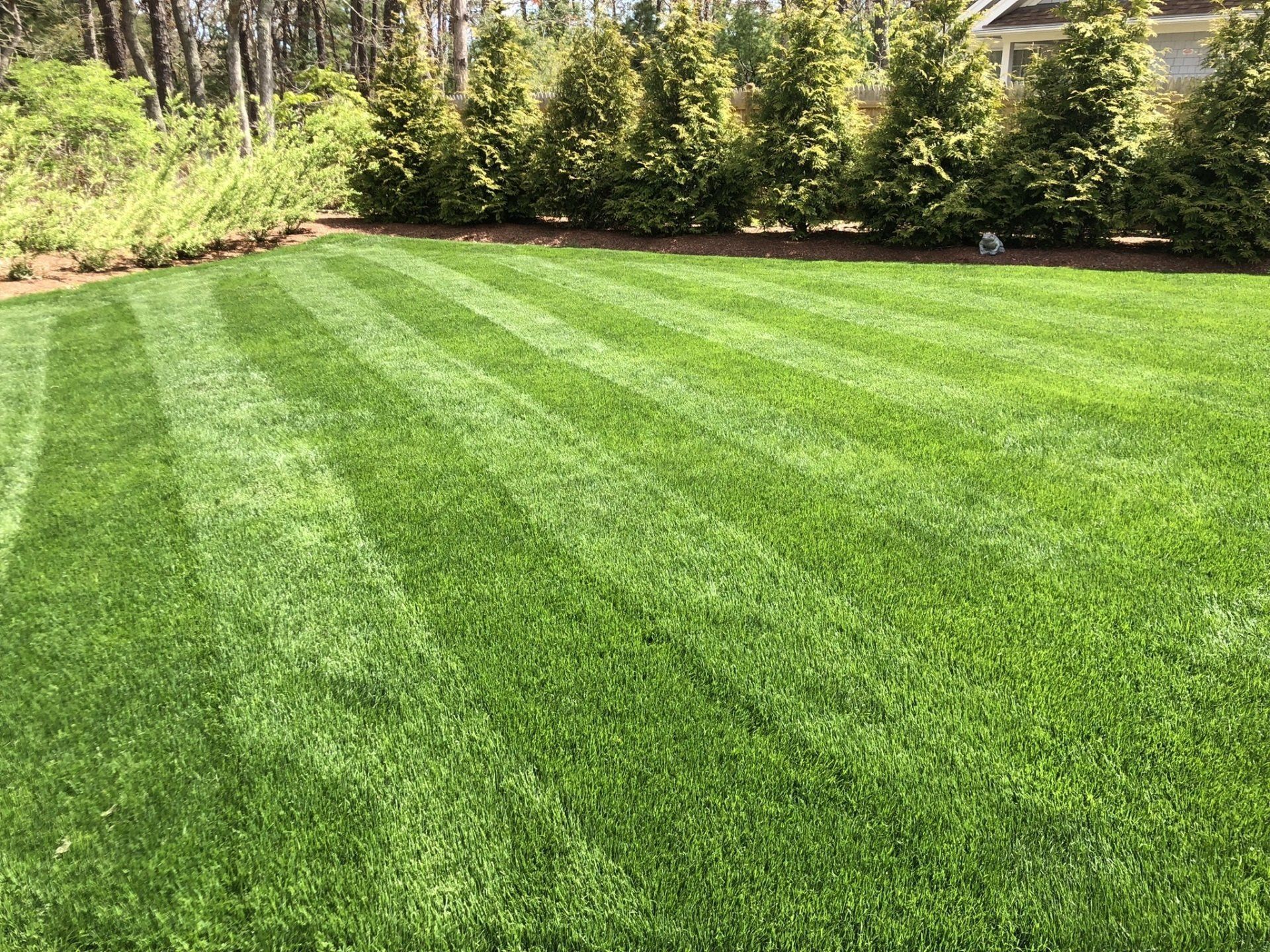 A vibrant green lawn with distinct mowing stripes in a bright, sunny yard lined with evergreen trees.