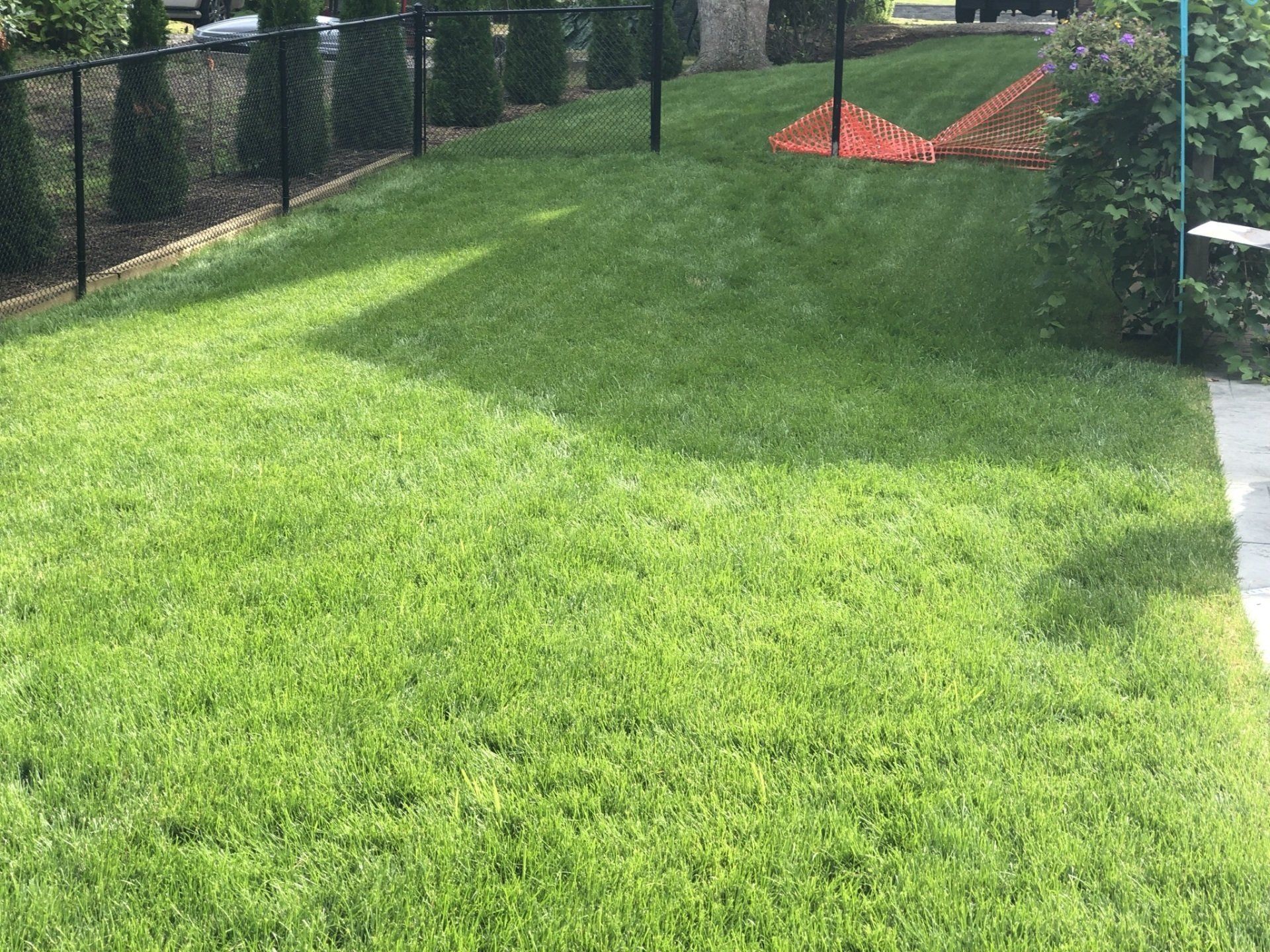A residential lawn with a black metal fence, a row of arborvitae trees, and an orange safety fence in the background.