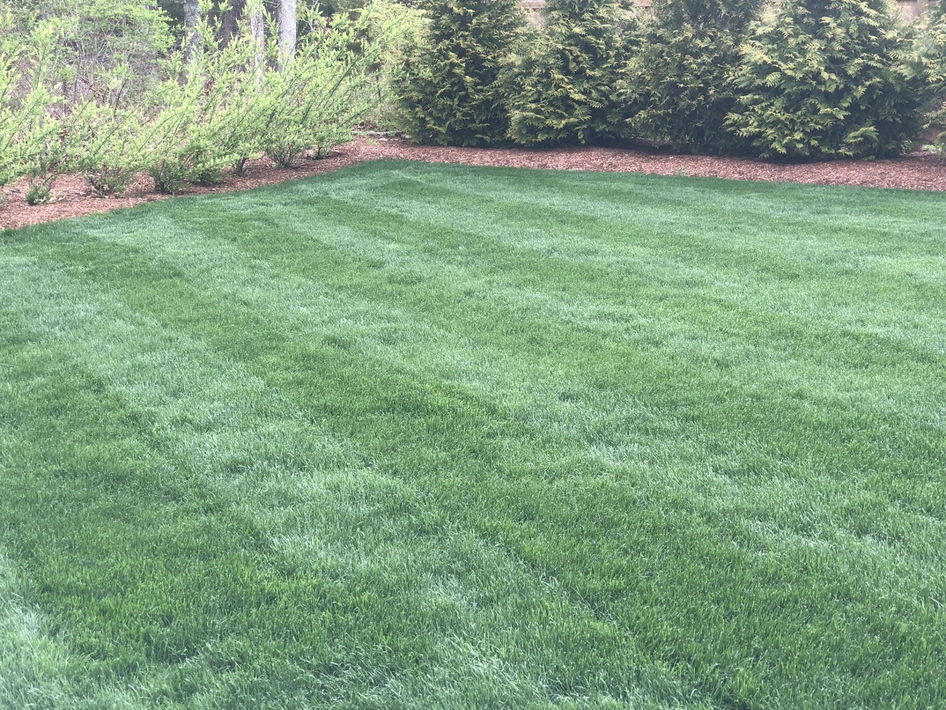 A manicured green lawn with freshly mowed stripes, bordered by shrubs and evergreen trees under bright light.