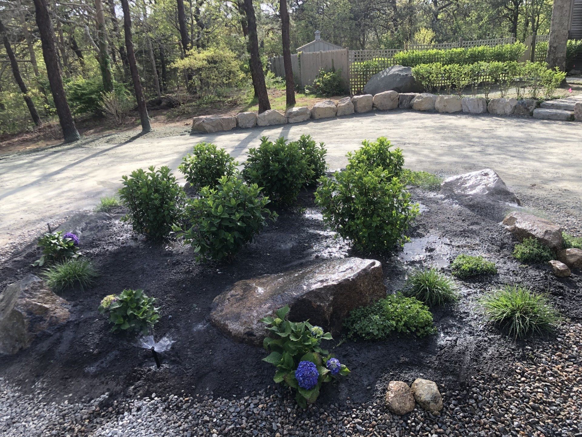 A landscape garden bed with dark mulch, several green shrubs, large decorative rocks, and small blue flowers.