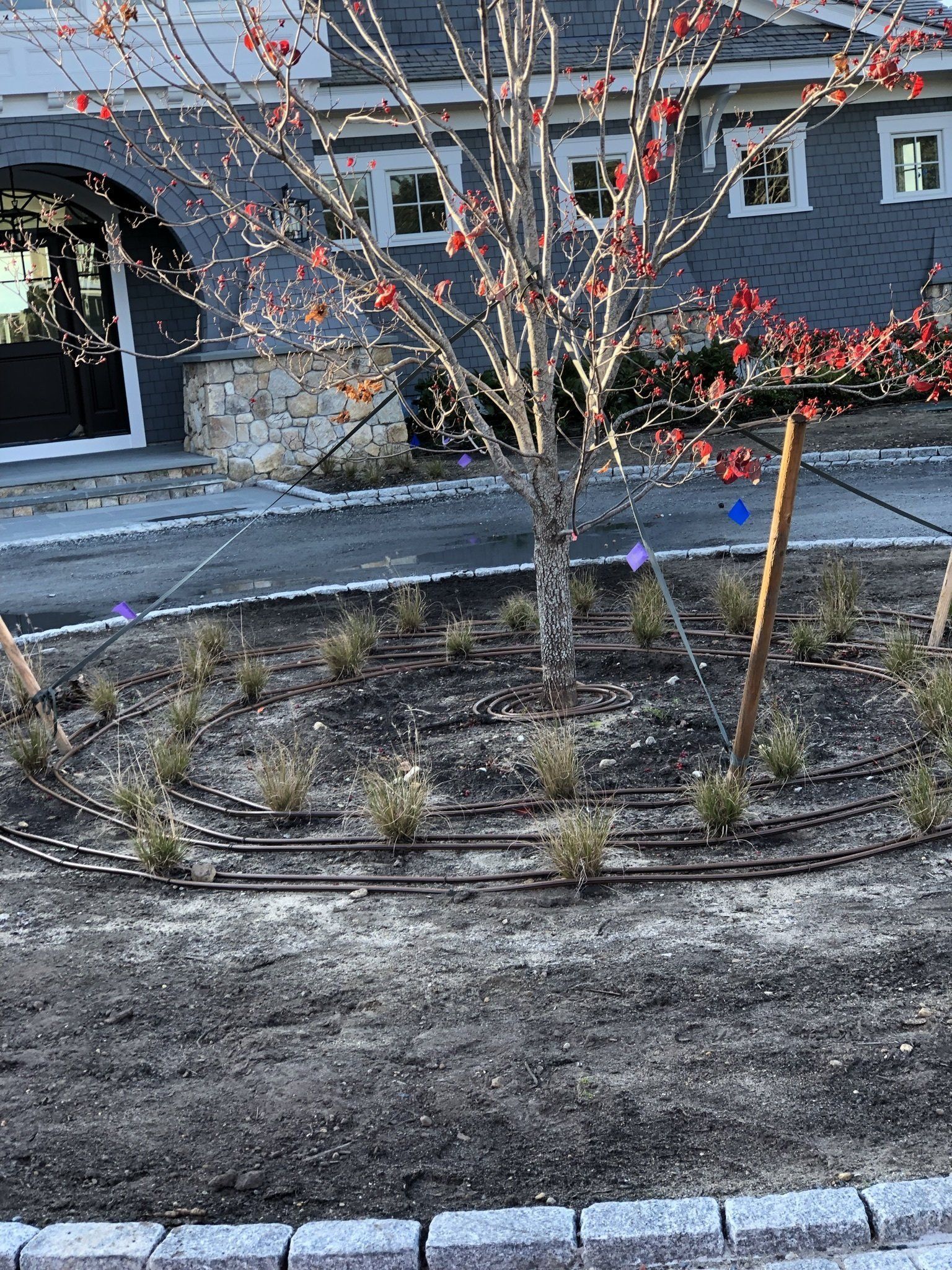 A young tree with small red berries planted in a circular garden bed with drip irrigation lines, in front of a gray house.