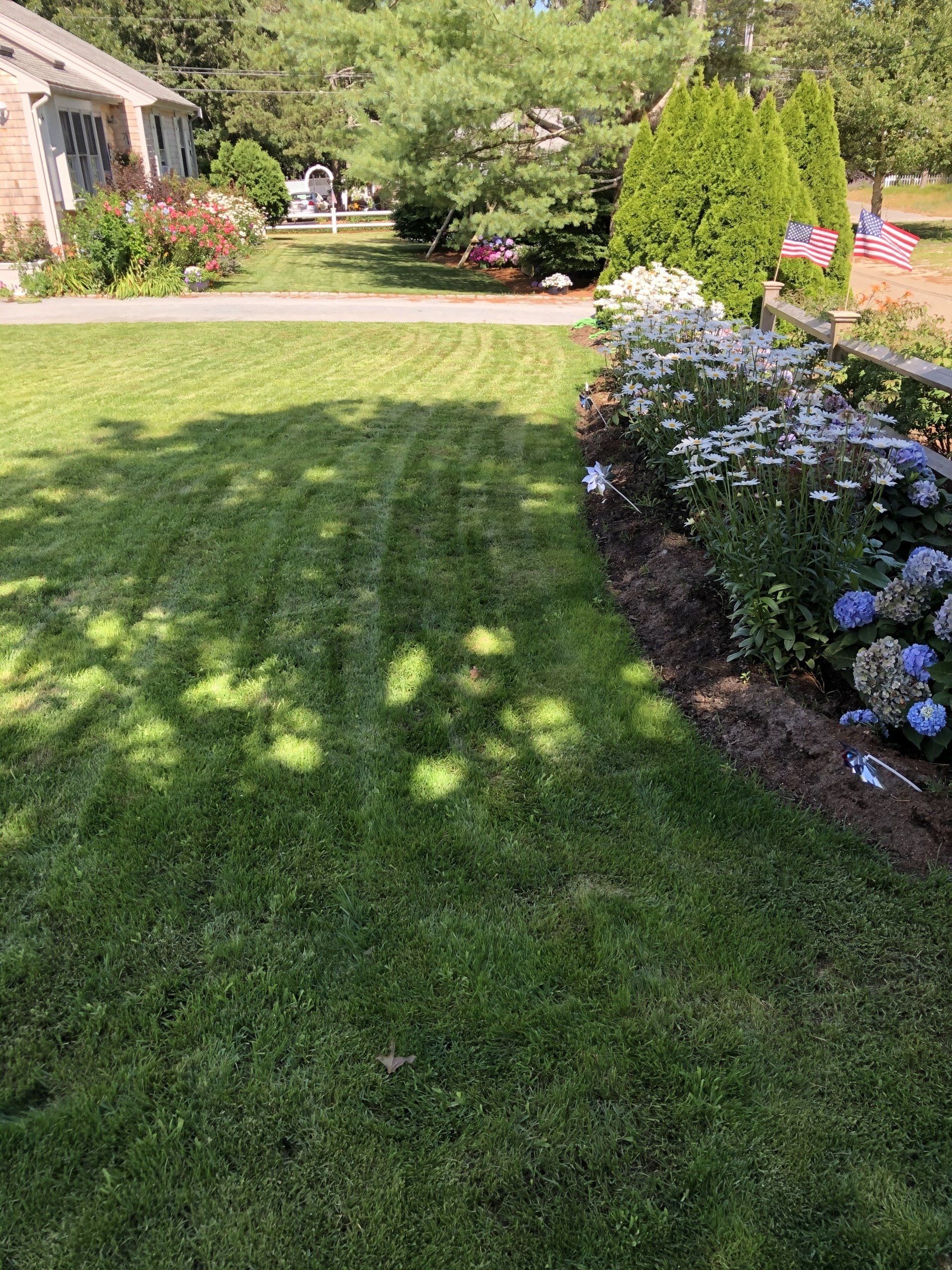 A green lawn with shadows, bordering a flower bed featuring white daisies and blue hydrangeas, with a house in the back.