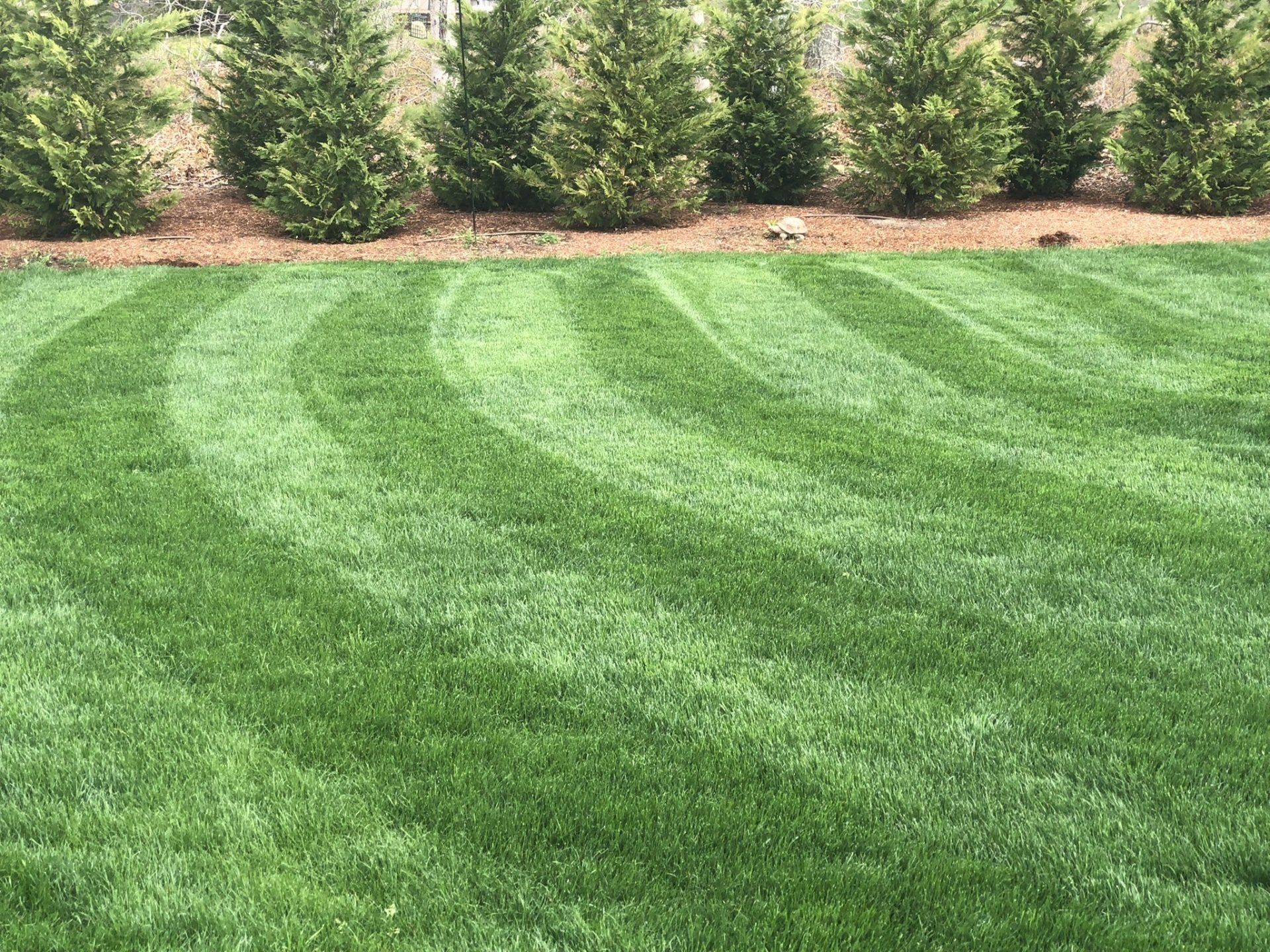 A lawn recently treated with green mulch and seed, in front of a shingled house on a sunny day.