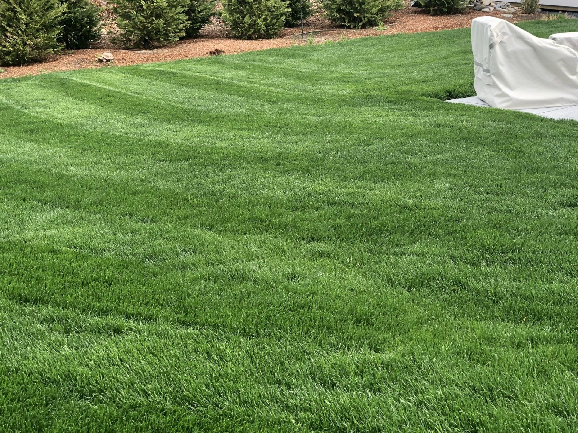 A lush green residential lawn featuring neat, alternating light and dark stripes from recent mowing, with garden bushes.