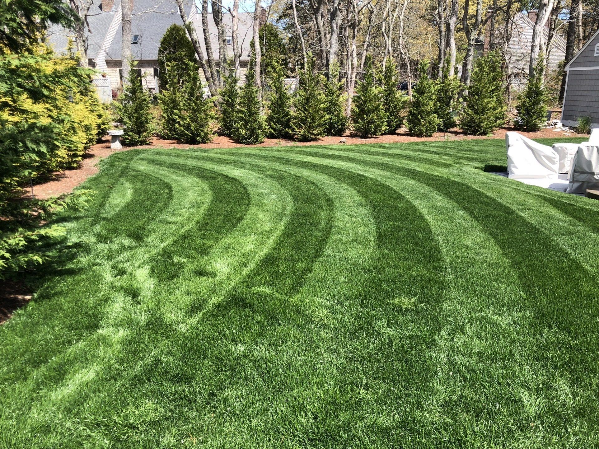 A lush, green lawn with curved, freshly mowed grass stripes leading toward a row of evergreen trees and a house.