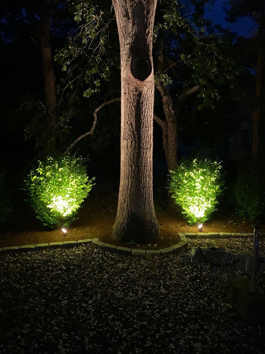 Two illuminated bushes flank a large tree trunk in a dimly lit, pebble-covered garden at night.