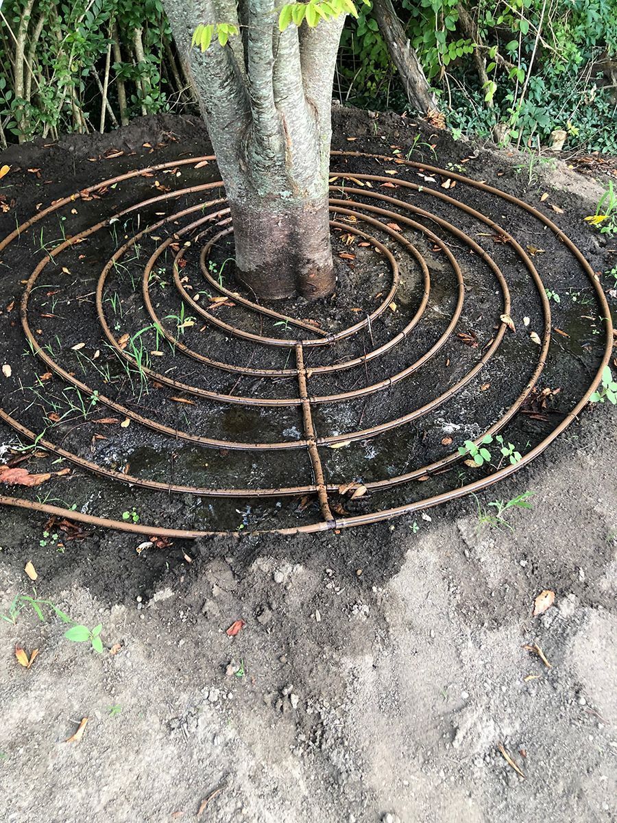 A circular drip irrigation line coiled around the base of a tree trunk in dark soil.