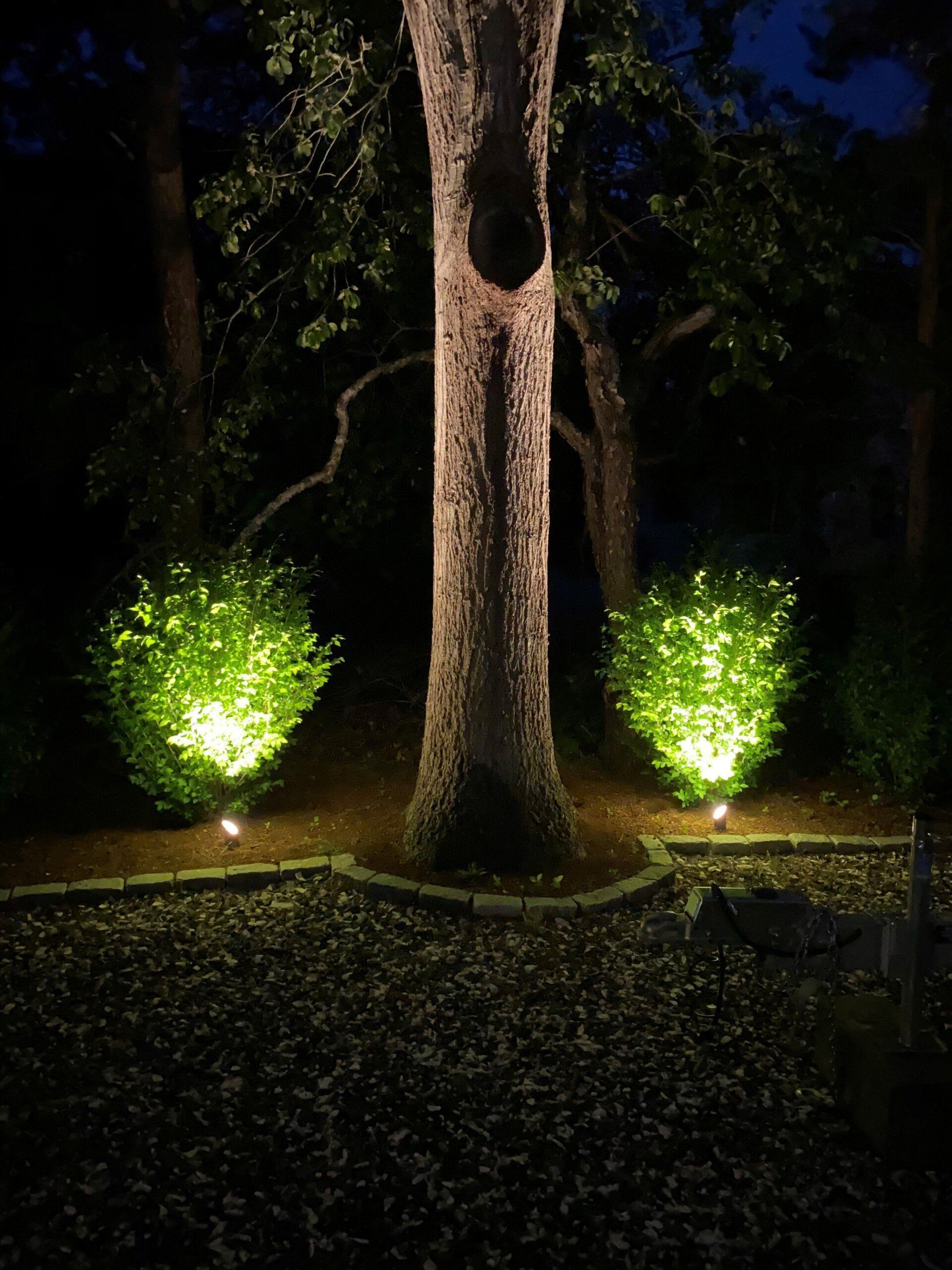 Two bushes illuminated by garden lights at night, flanking a large, dark tree trunk against a background of woods.