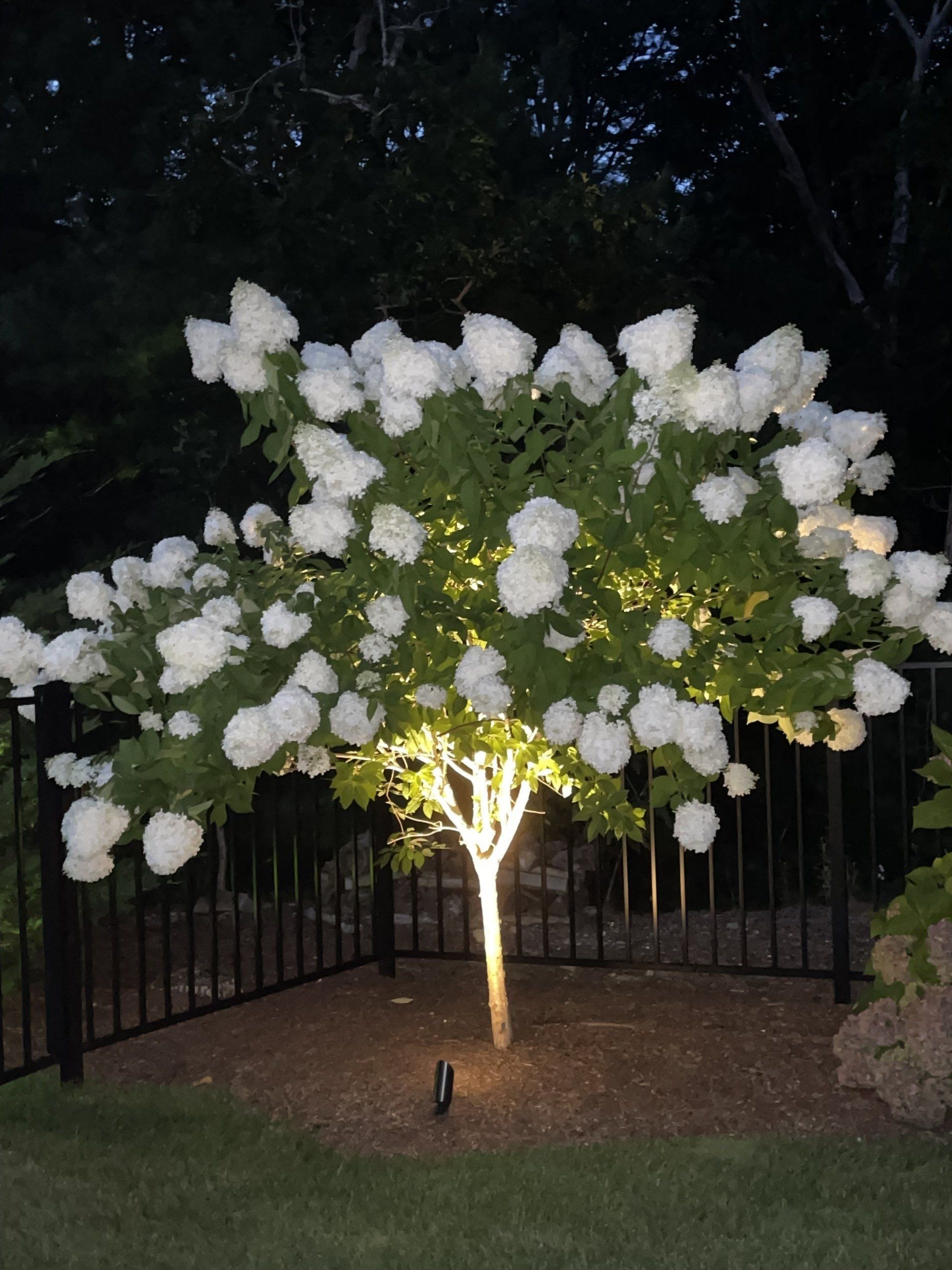 A flowering white hydrangea bush illuminated at night by an uplight in a garden.