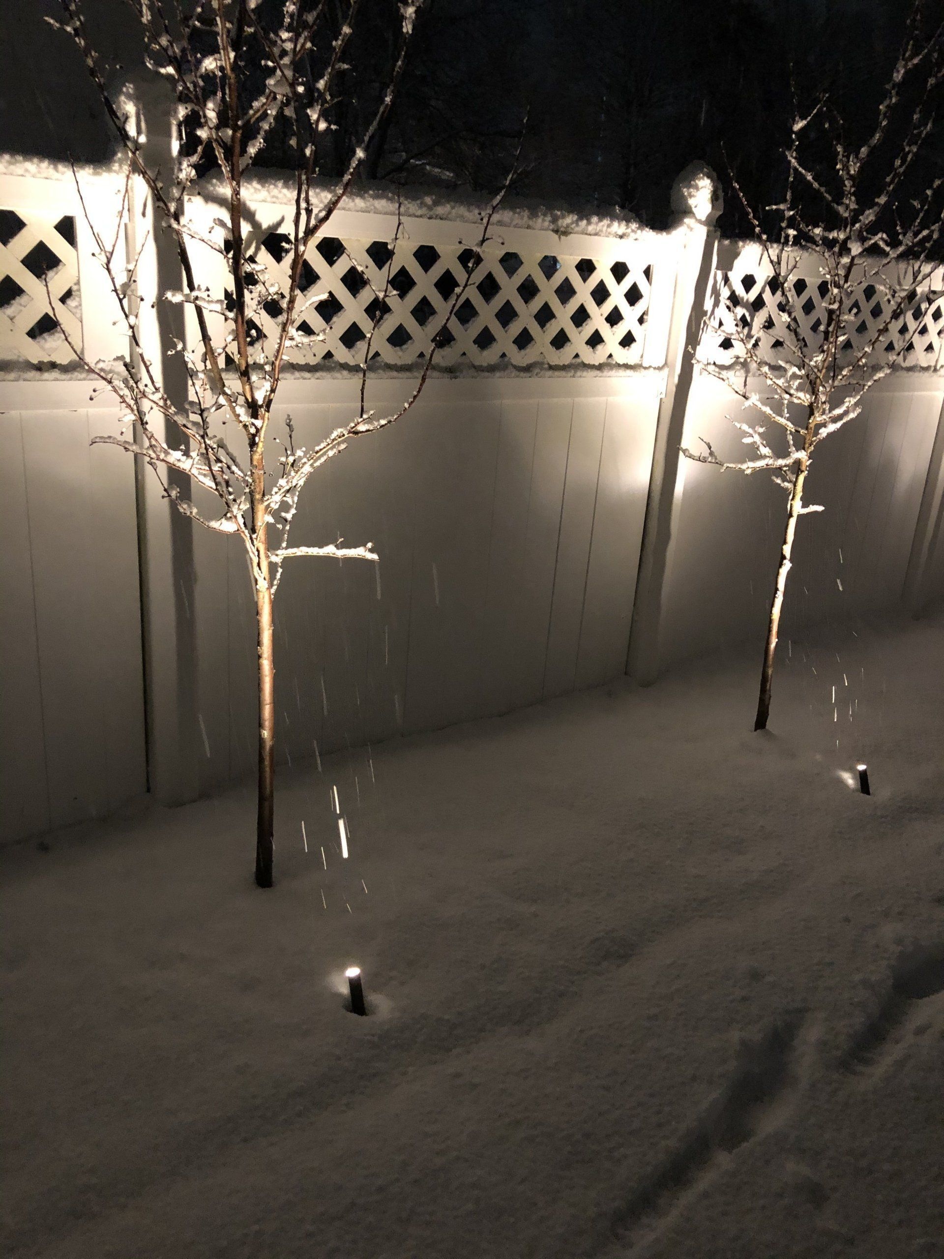 Snow-covered ground with two illuminated small trees against a white lattice fence at night.