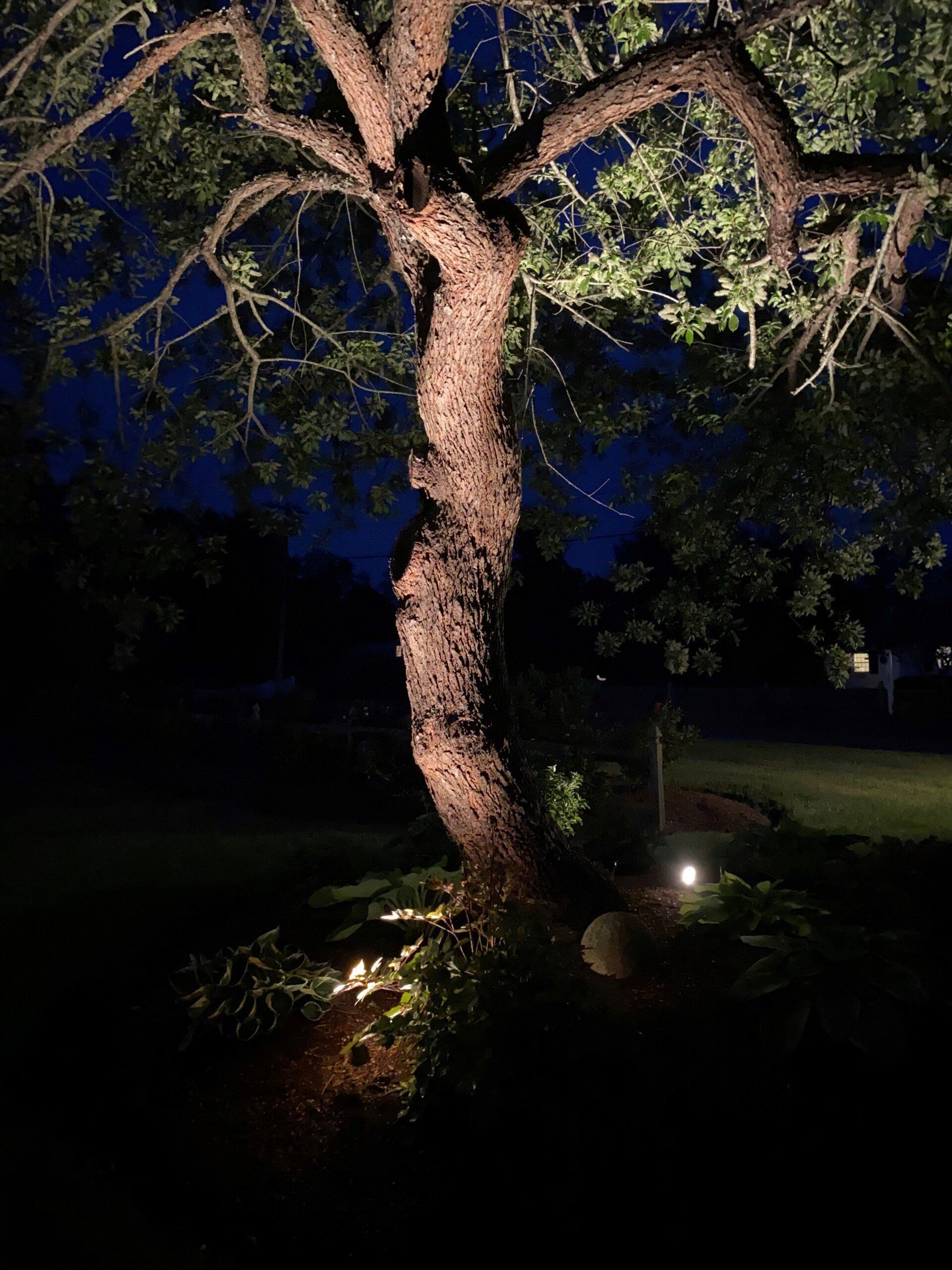 A textured tree trunk illuminated from below at night, with dark foliage and a deep blue twilight sky in the background.
