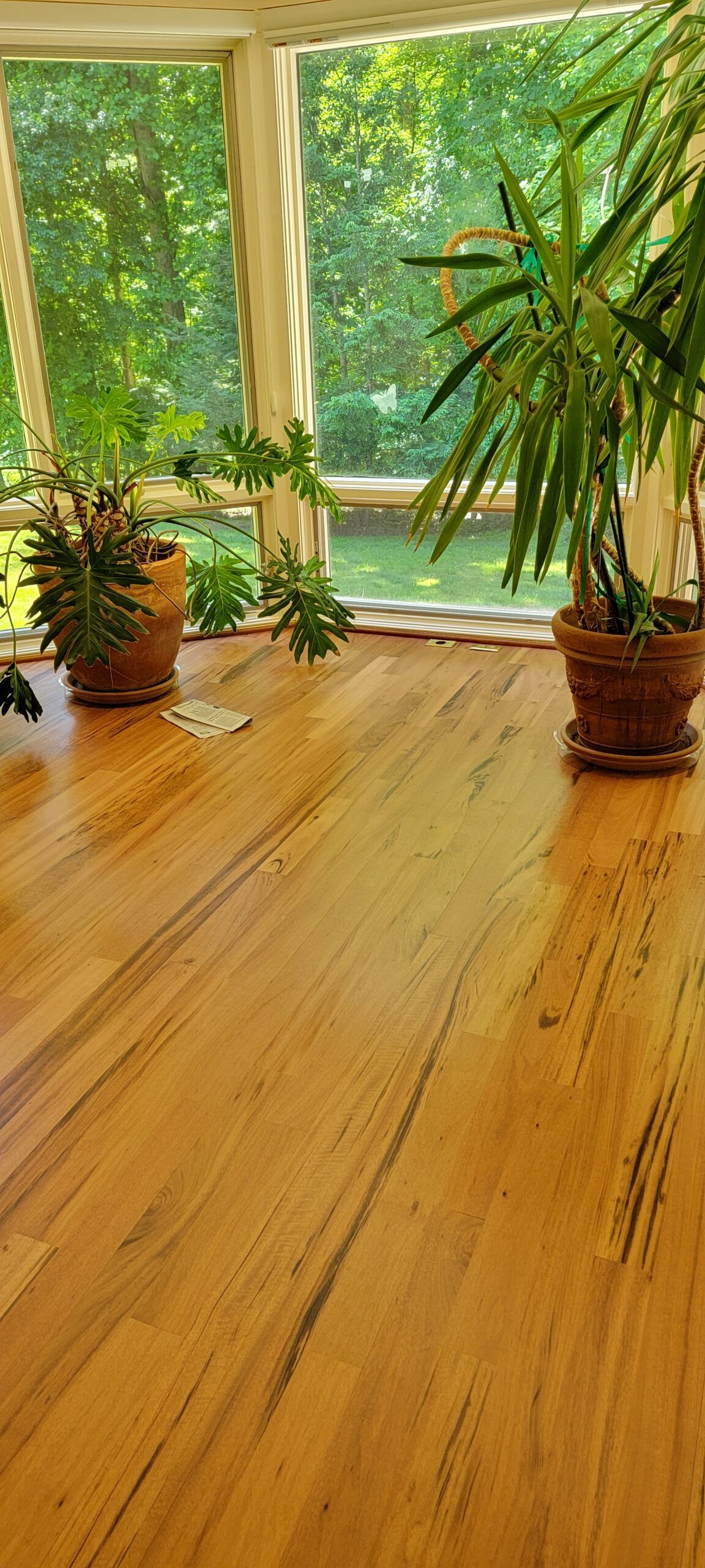 A wooden floor with potted plants in front of a window.
