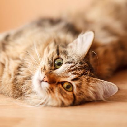 A cat is laying on its back on a wooden floor and looking at the camera.