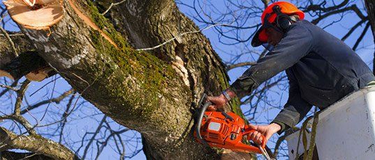 Hazardous tree removal