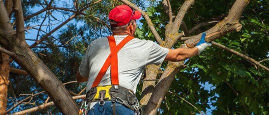 Tree trimming