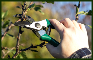 Tree pruning | East Setauket, NY | Jon Rosner | 631-646-5377