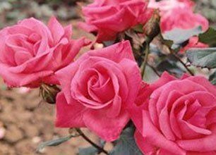 Memorial flower