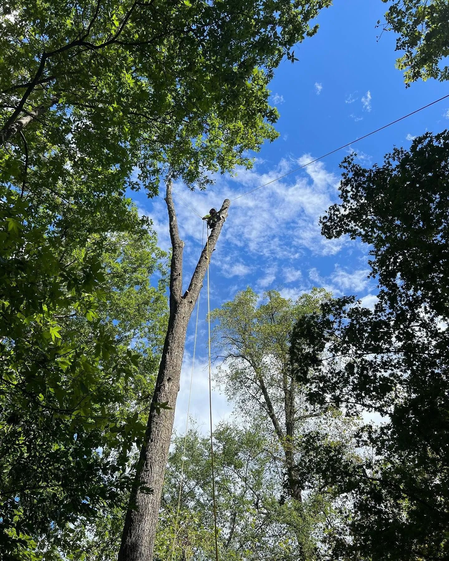 Tree service worker high in a tall tree, blue sky and green trees in background.
