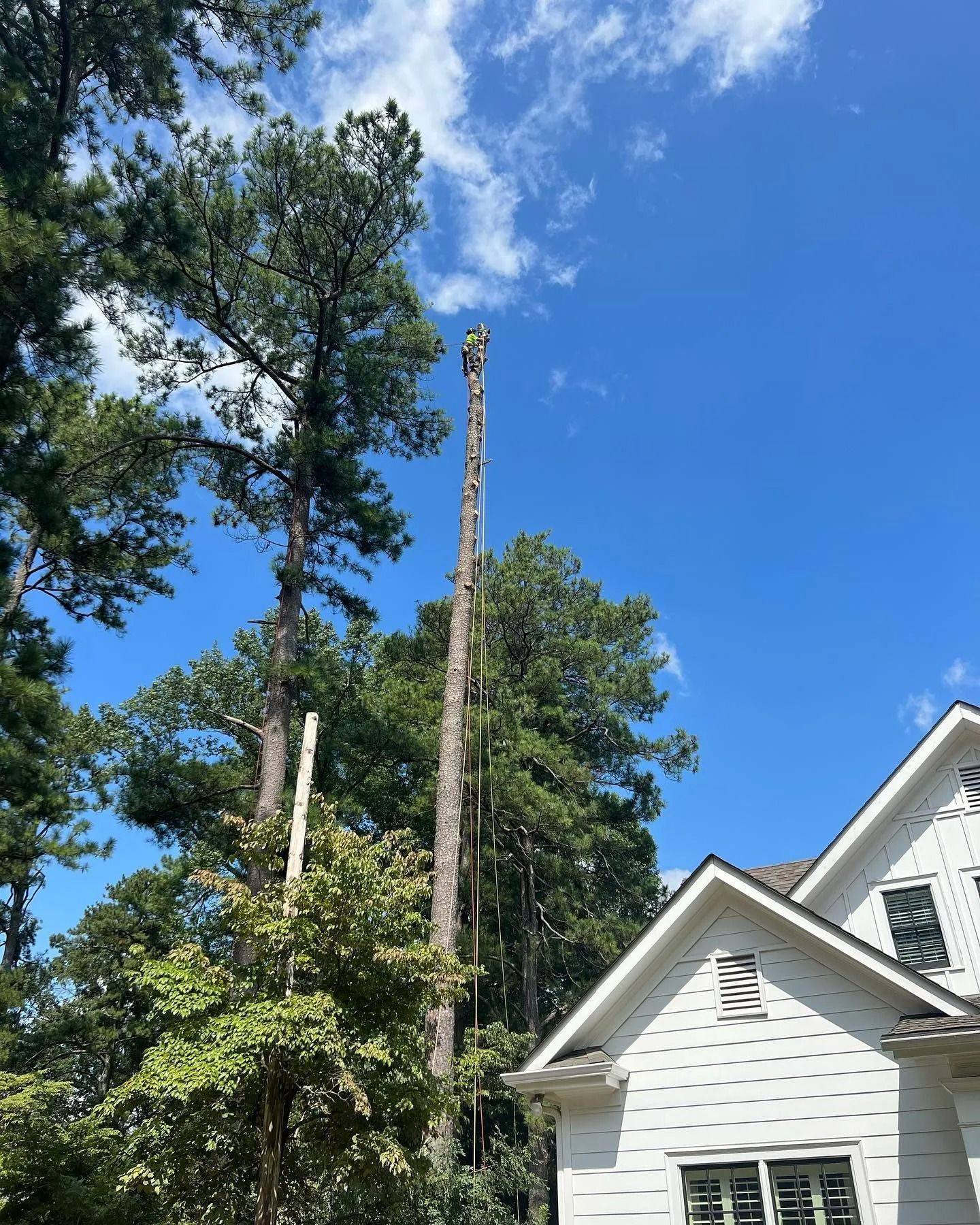 Tall tree with the top portion removed; blue sky, white house in the background.