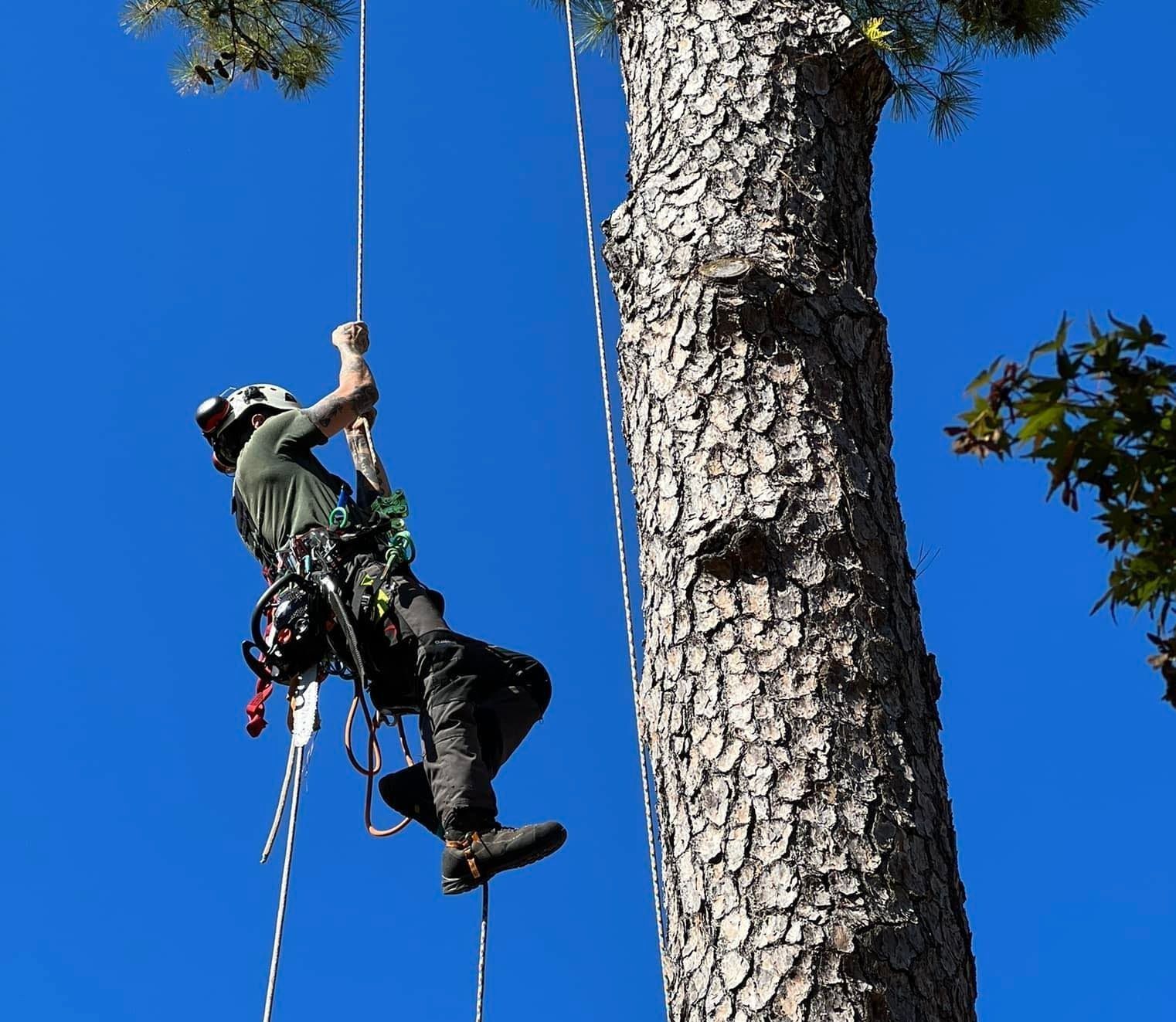 Arborist climbing a tall tree against a blue sky, using ropes and safety equipment.