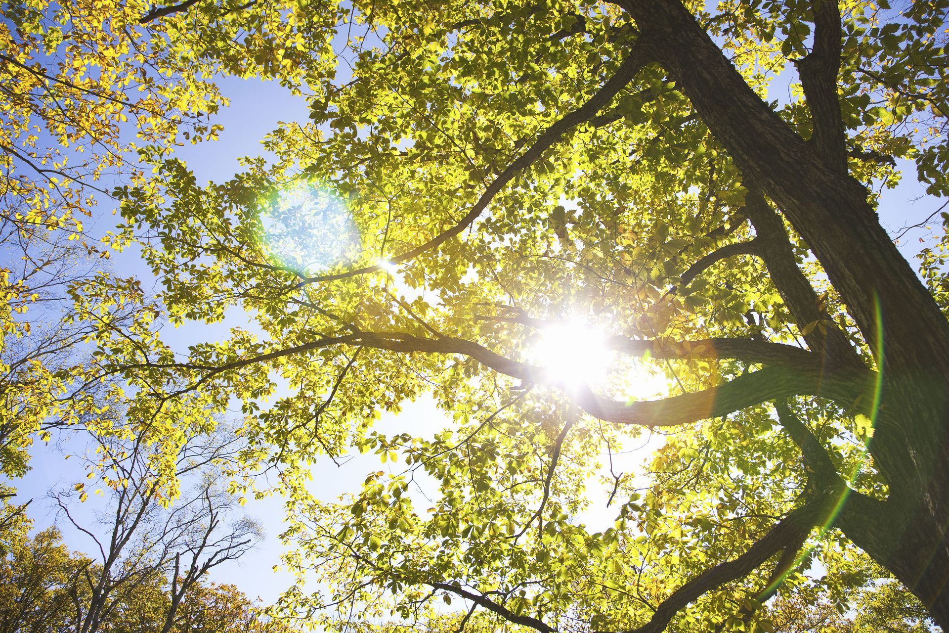 Sunlight filters through green leaves and tree branches against a blue sky.