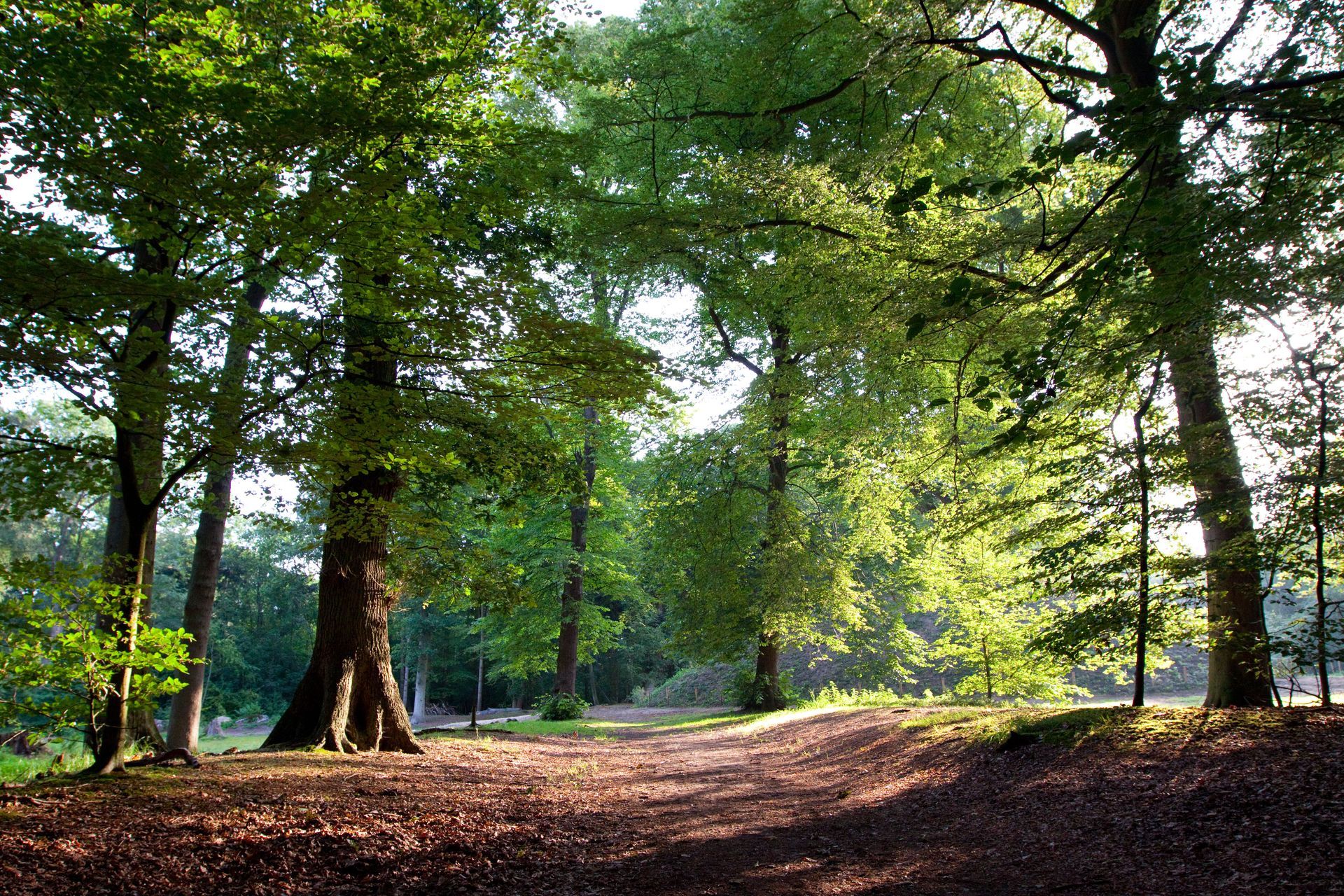 Sunlight filters through trees in a forest, illuminating a leaf-covered path.