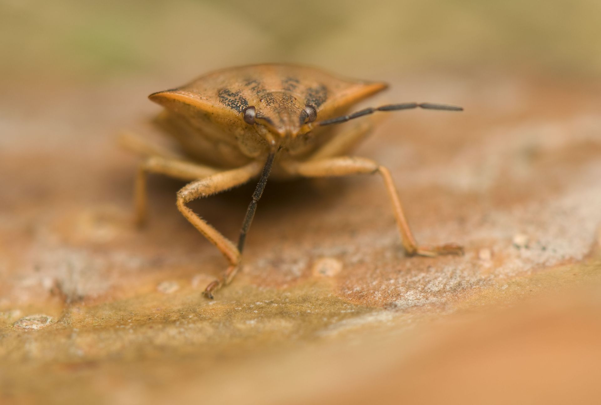 bed bugs