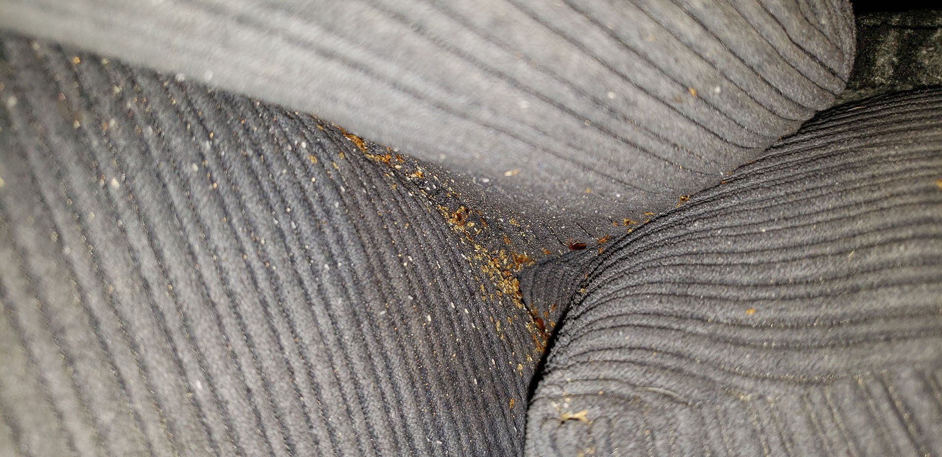 Bed bugs nest in the couch