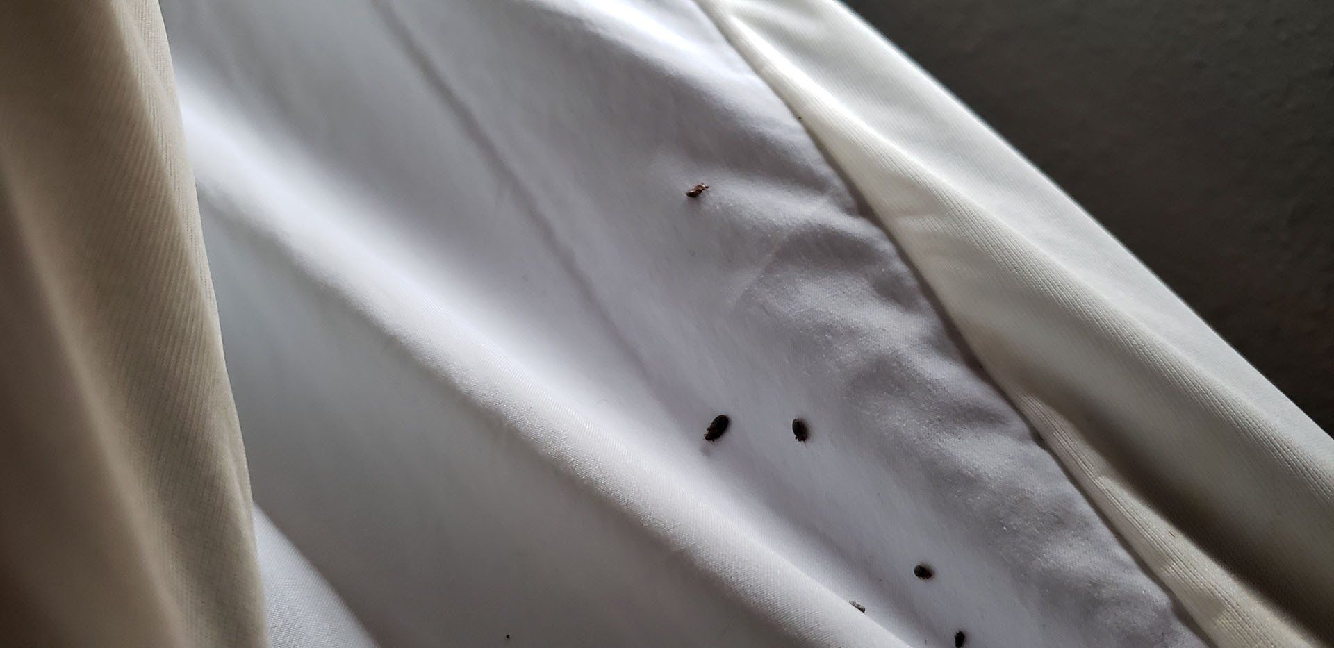 Bed bugs on mattress cover