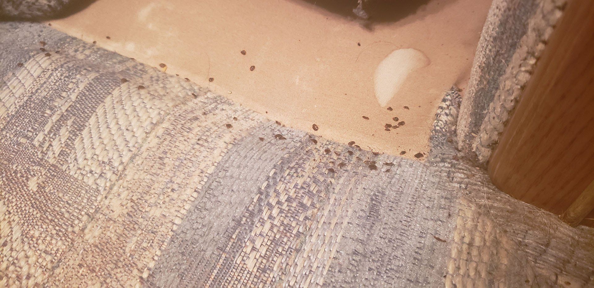 Bed bugs under couch cushion