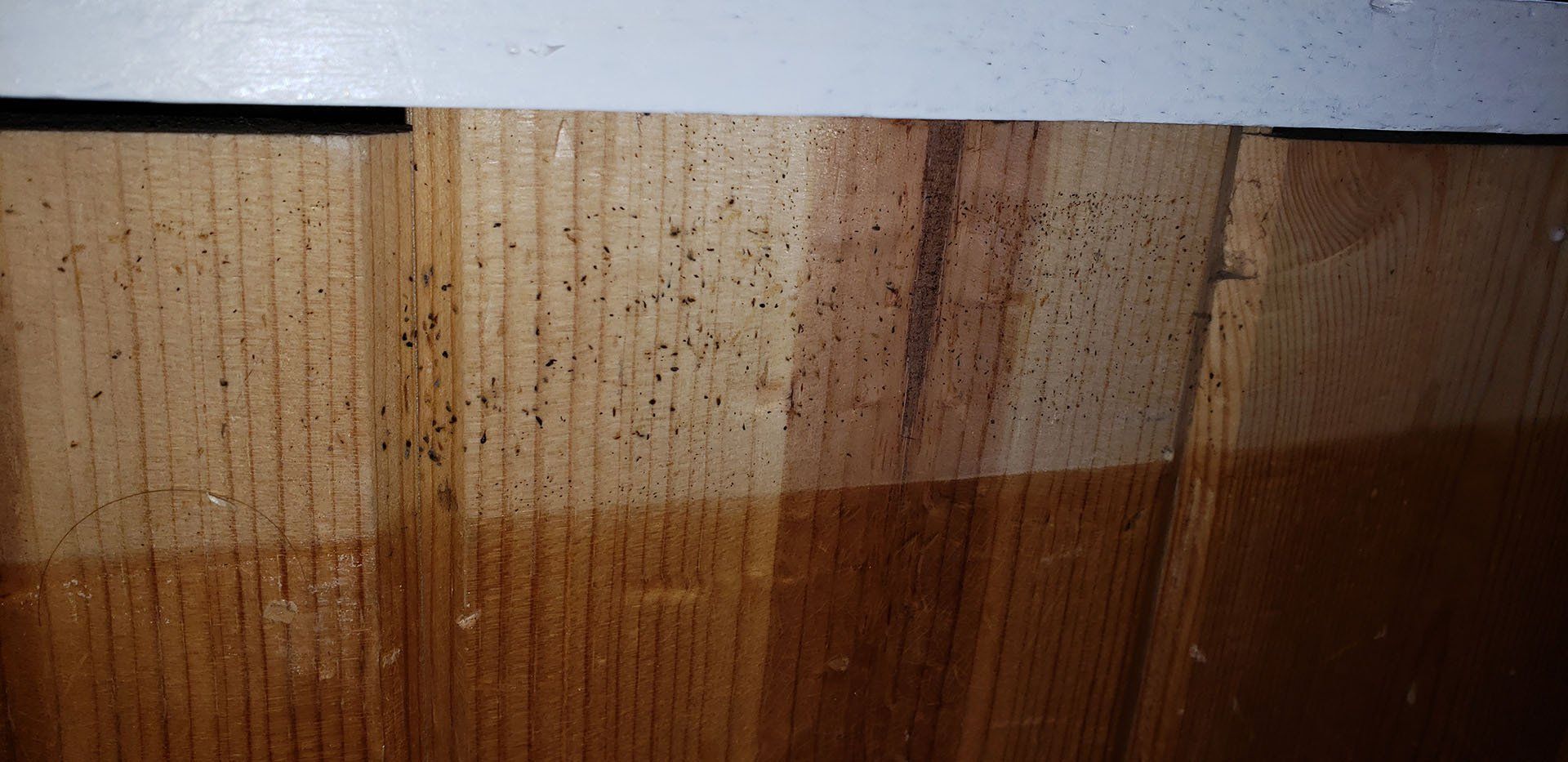 Bed bugs behind trim panel