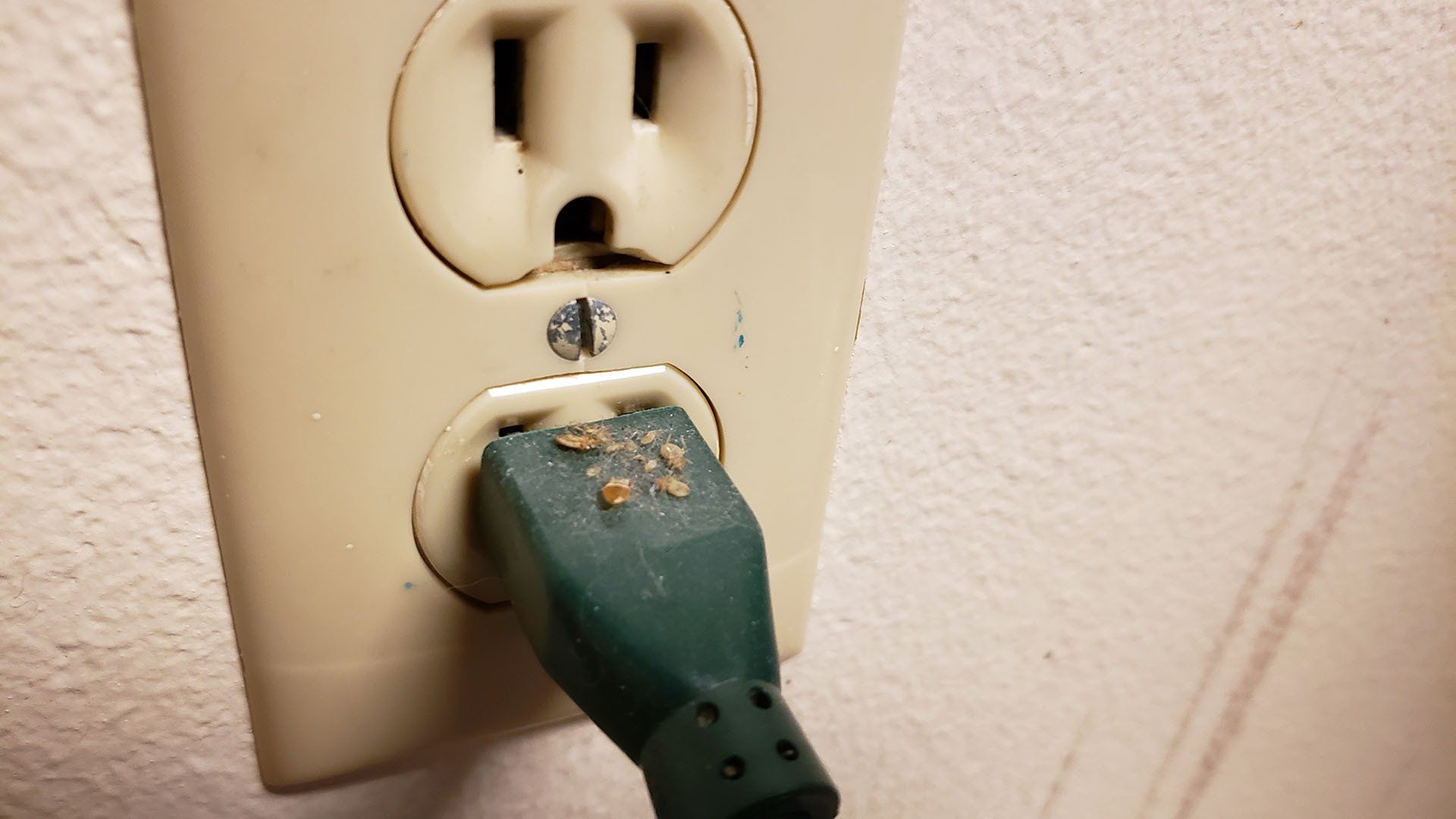 Bed bugs castings on power cord