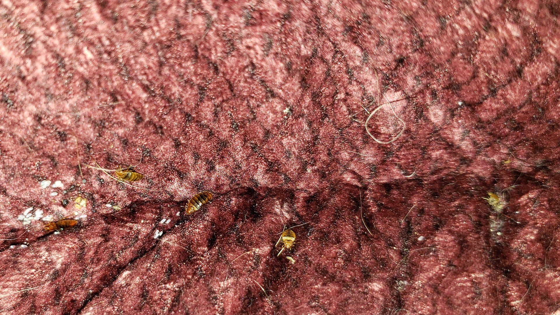 Bed bugs on the couch