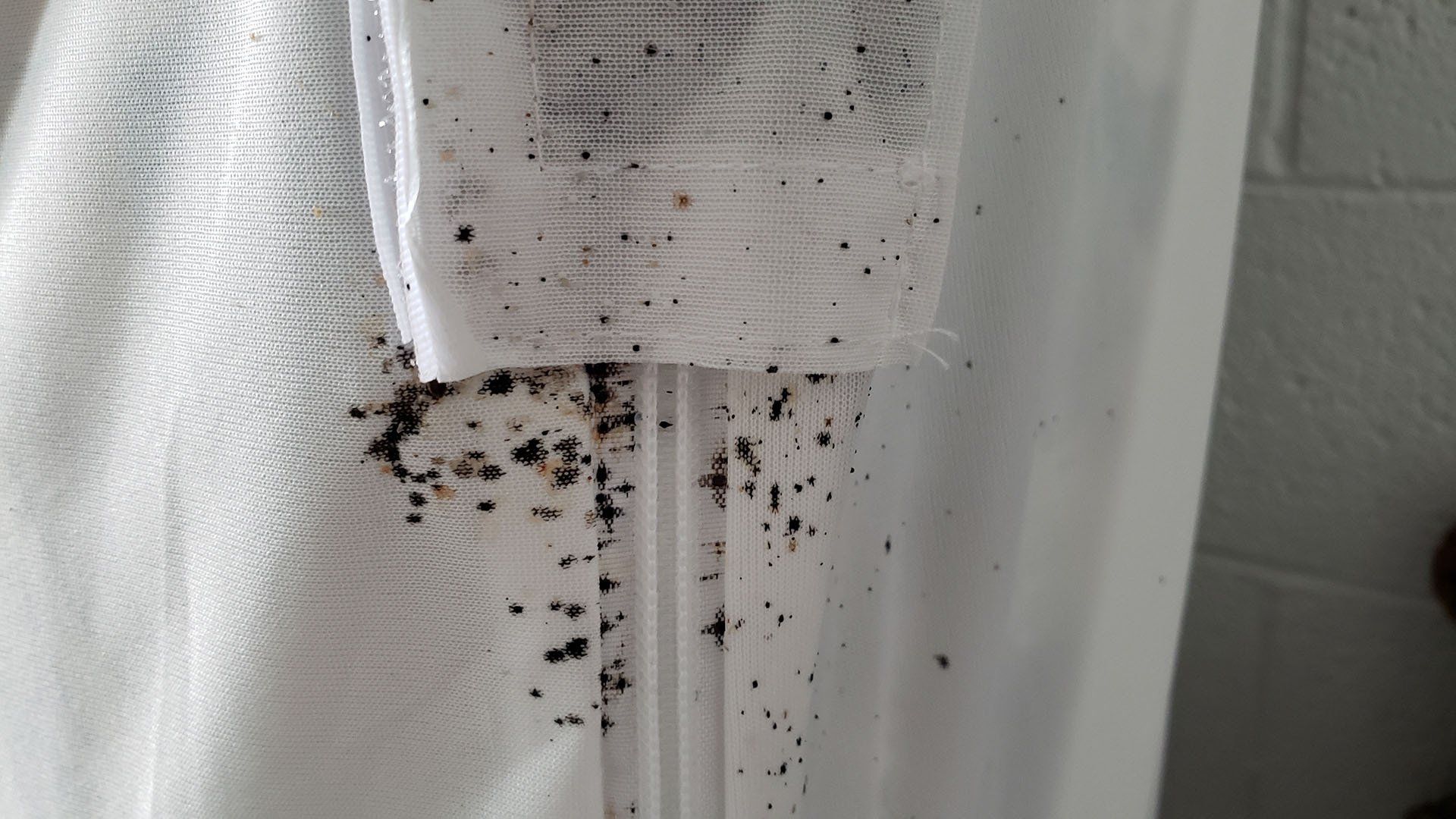 Bed bugs on the zipper