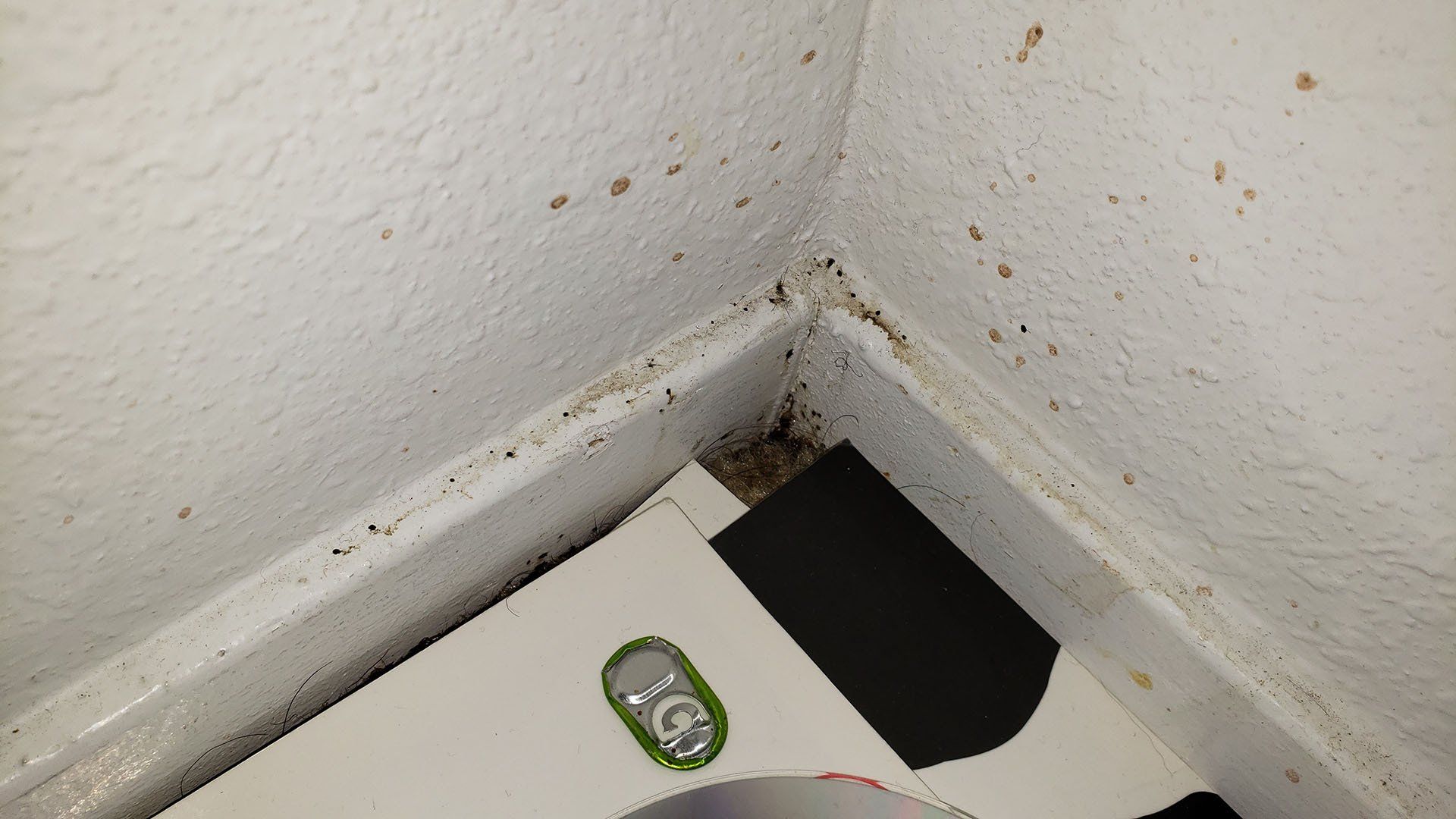 Bed bugs in the corner of the baseboards