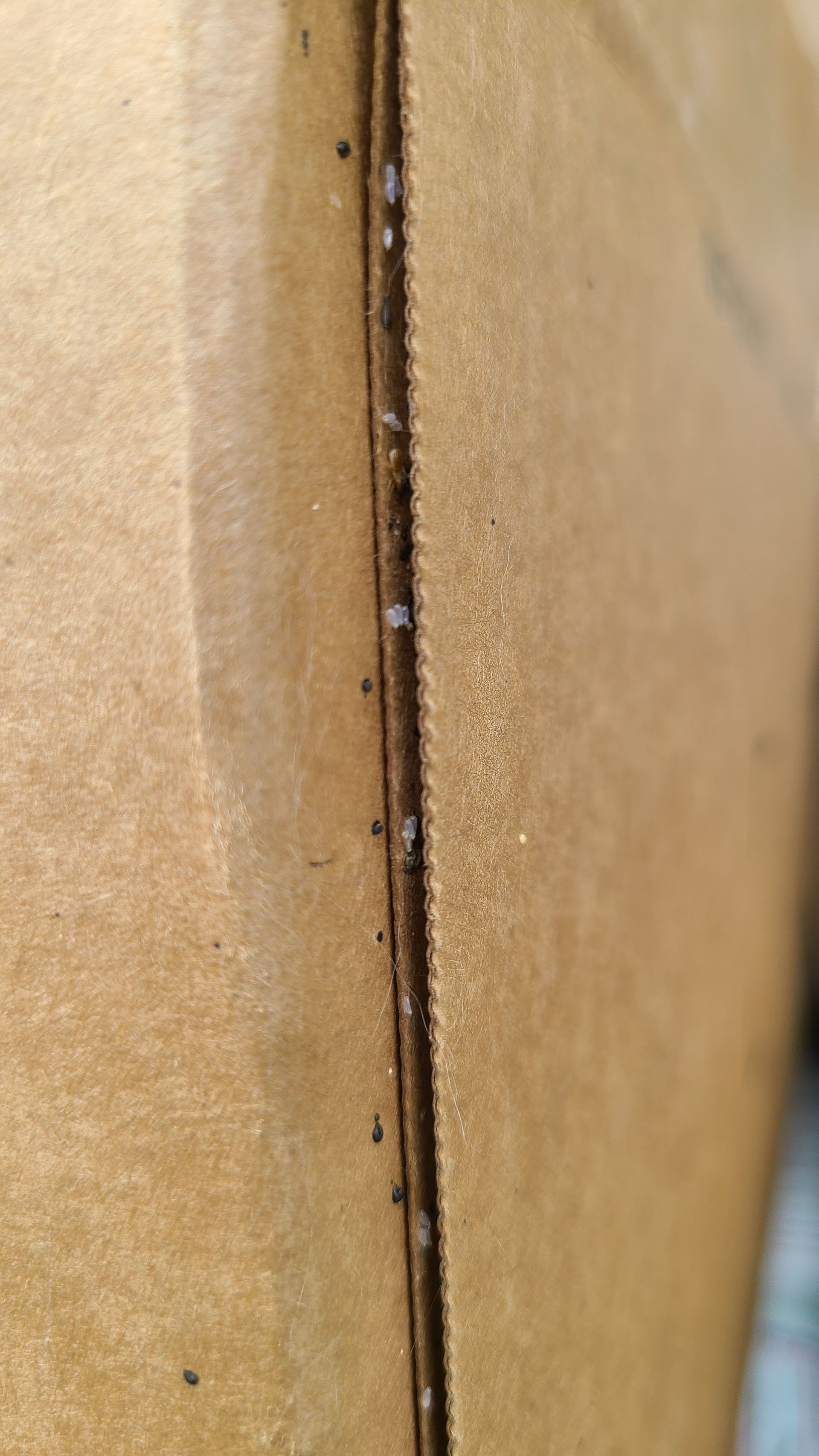 Bed bug spotted in carboard box