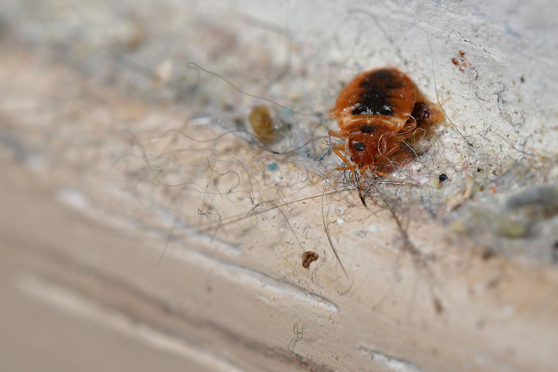Bed bug closeup