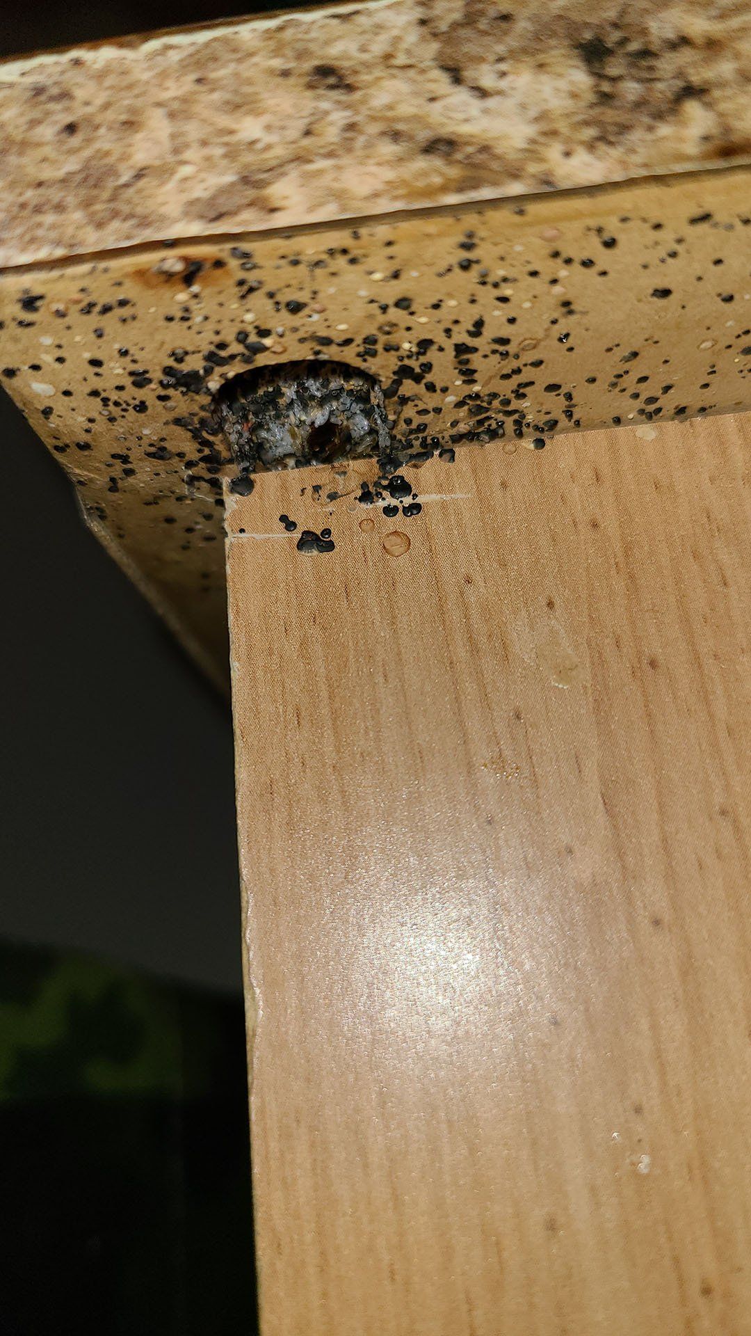 Bed bug nest at the end of the table