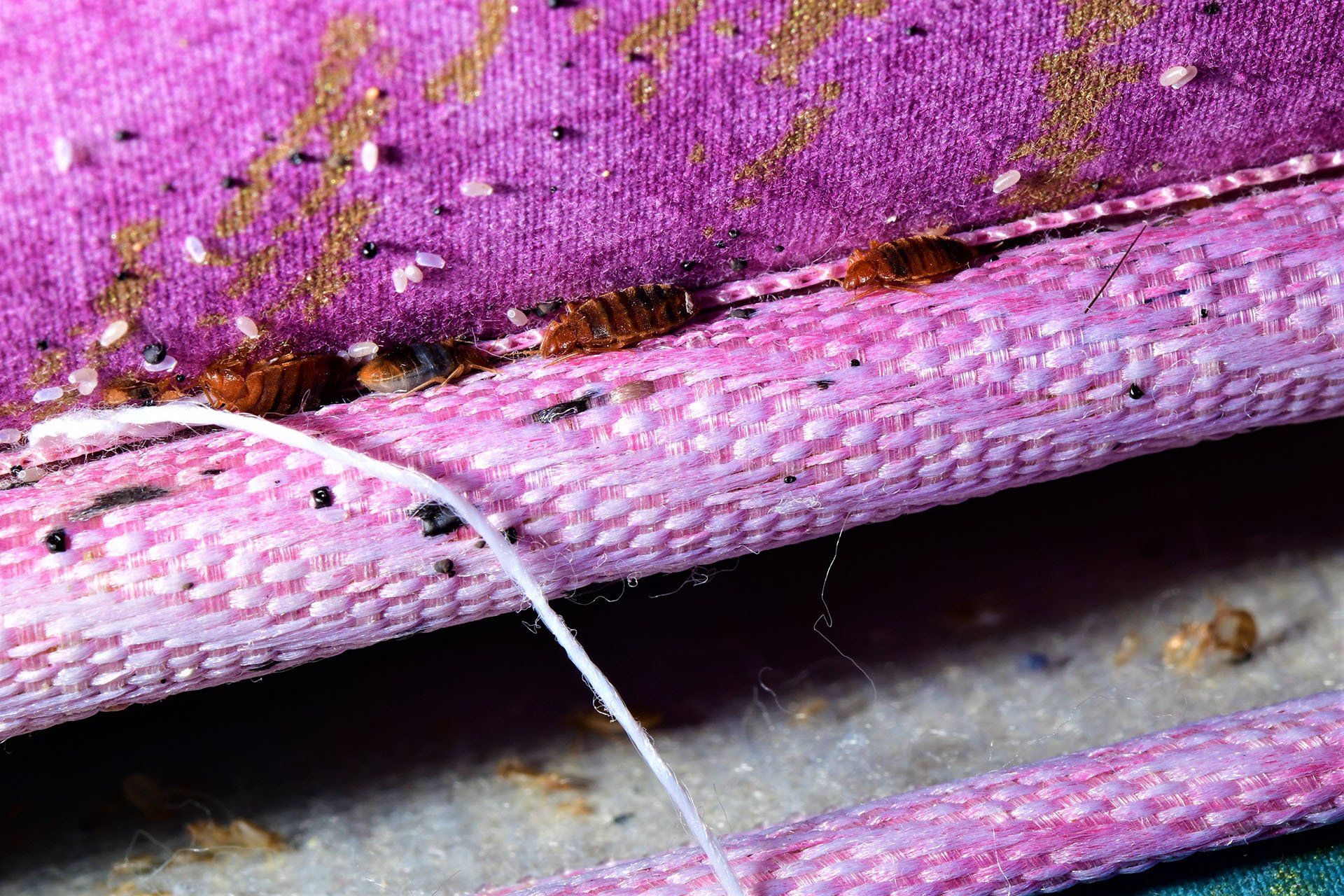 Bed bugs on the mattress