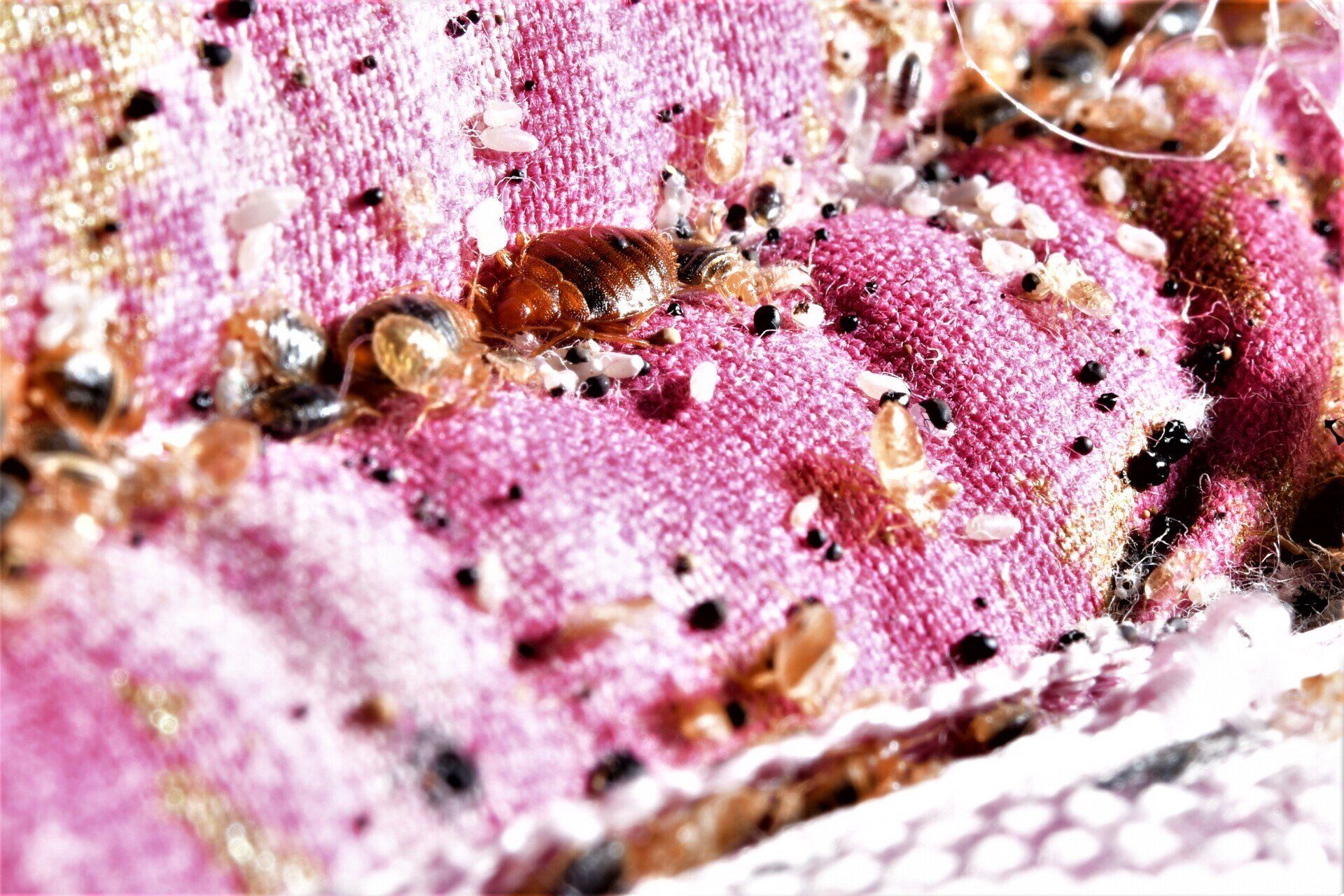 Bed bugs nest