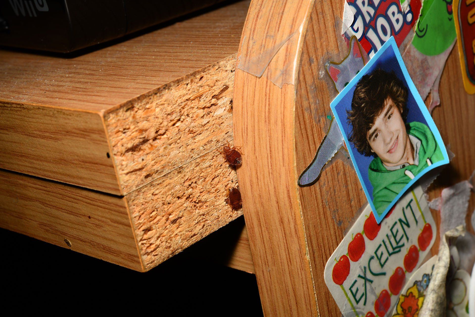 Bed bugs crawling on the desk