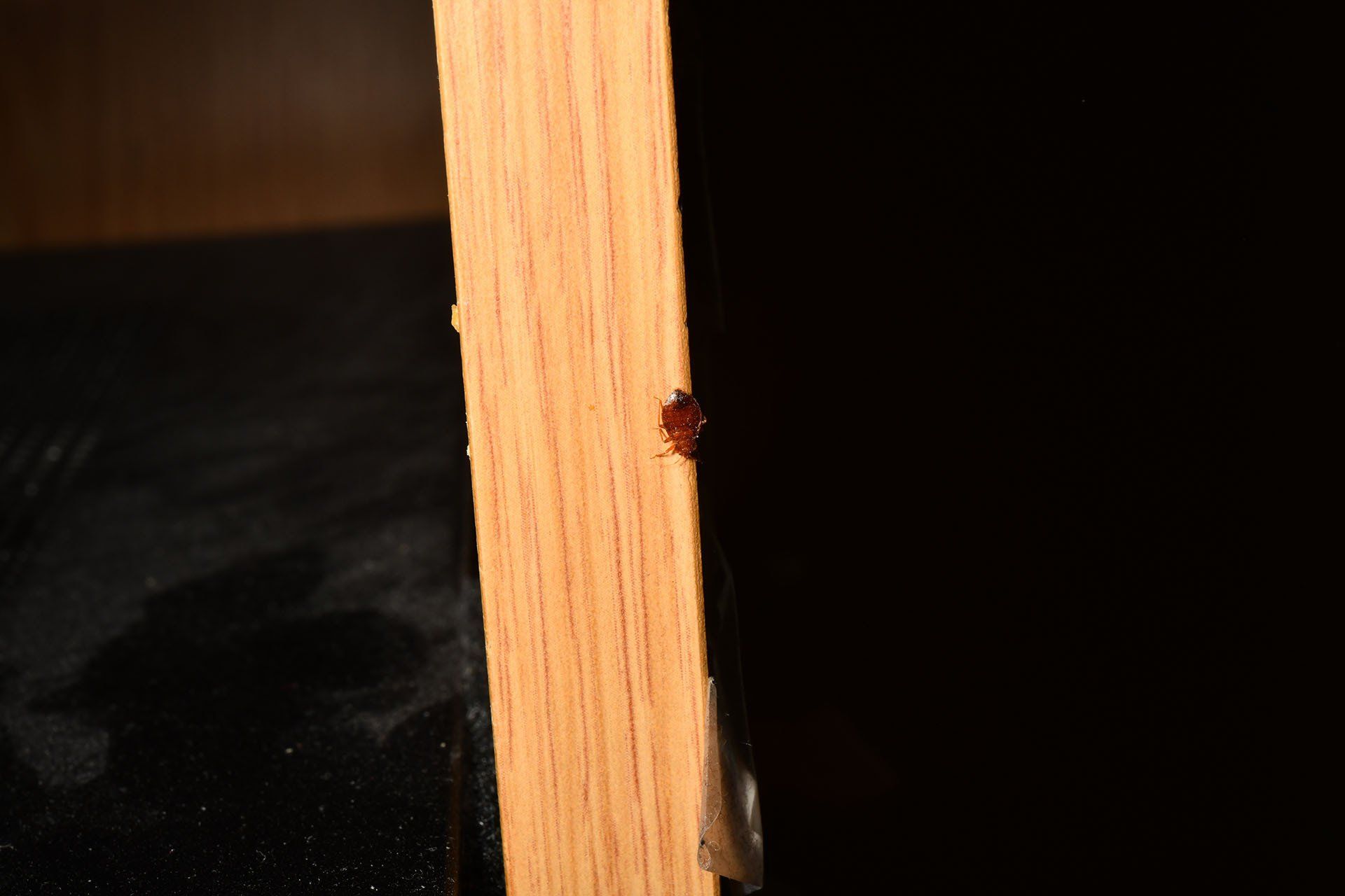 Bed bugs on the nightstand