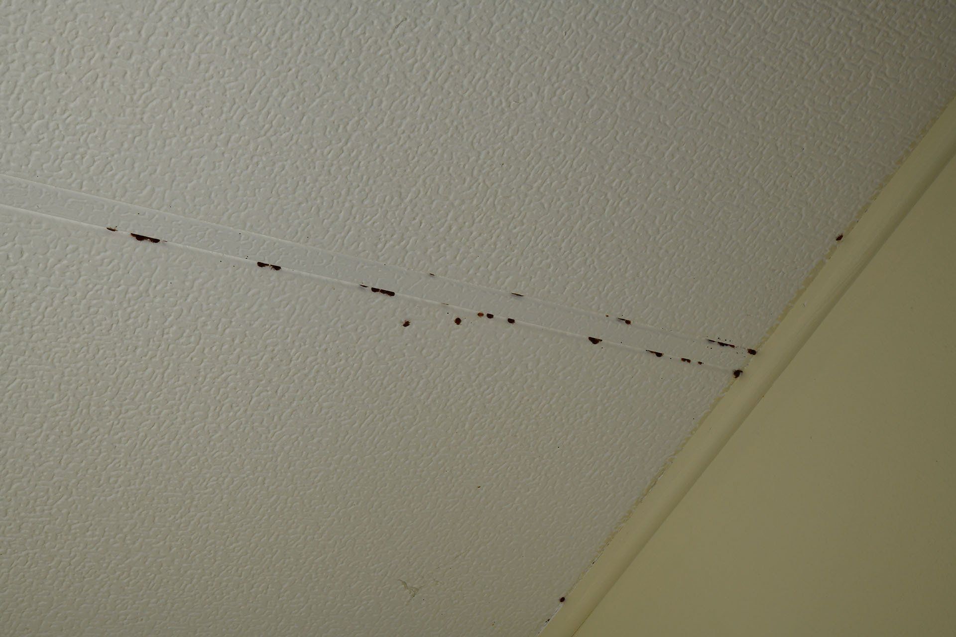 Bed bugs crawling on the ceiling