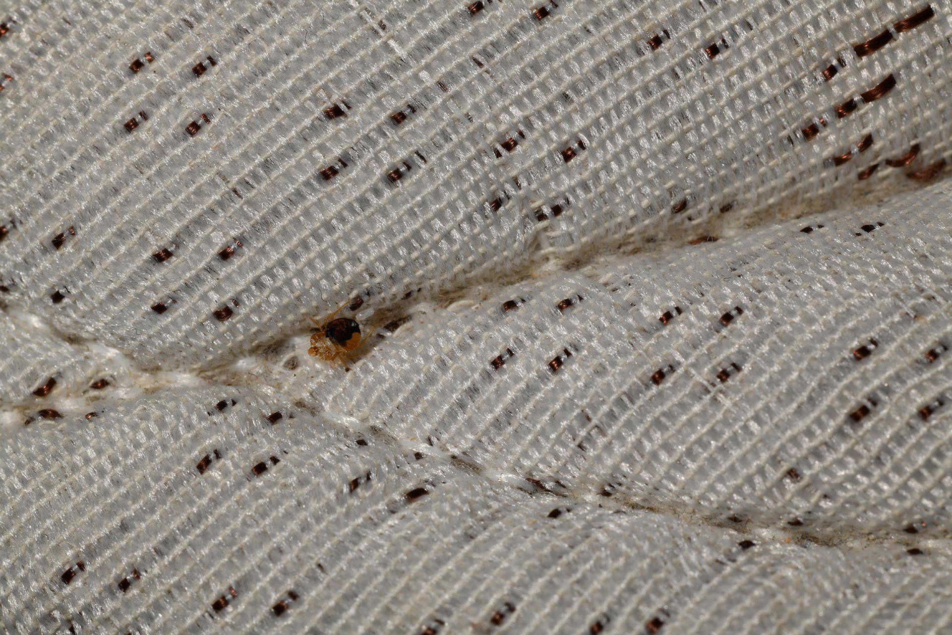 Bed bugs on the mattress